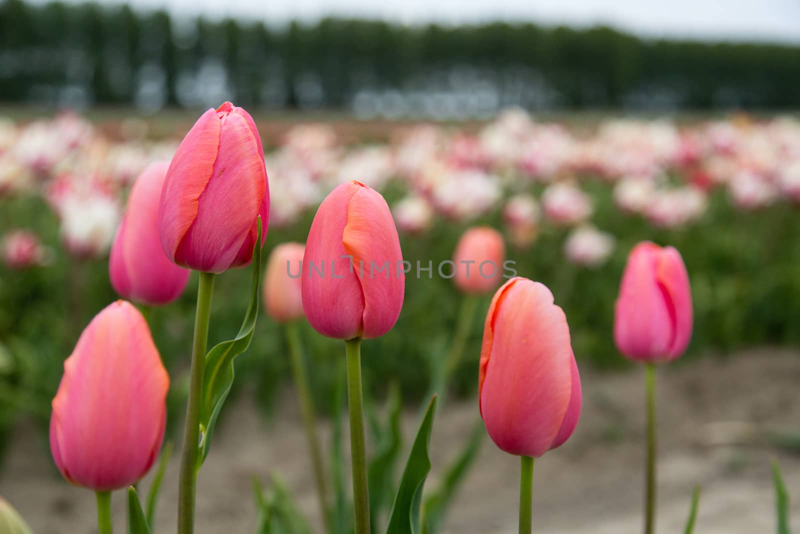 Field of tulips by Kartouchken