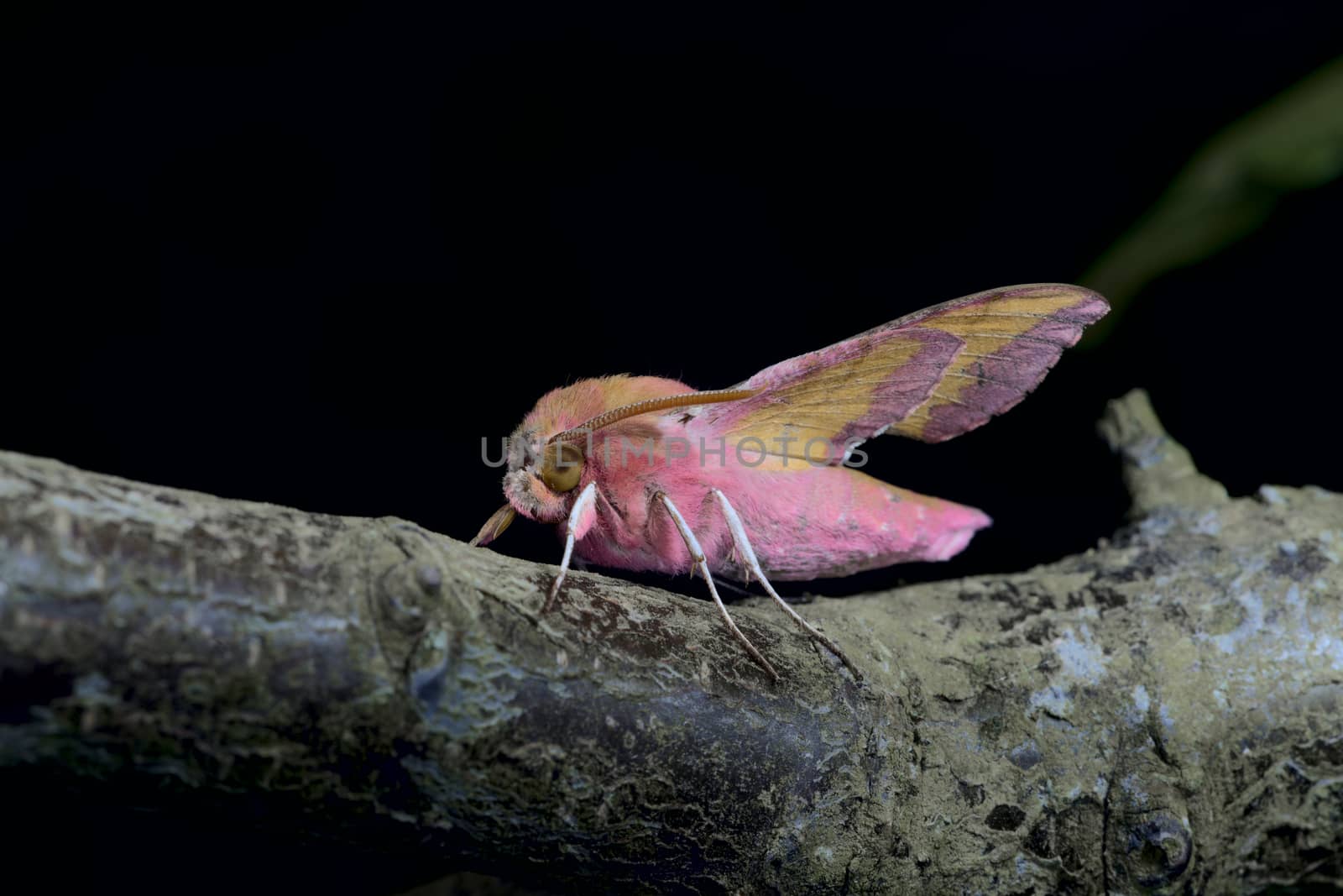 Small pink elephant hawk moth stands out with its vibrant colors on a large greenish blue branch against a black background.