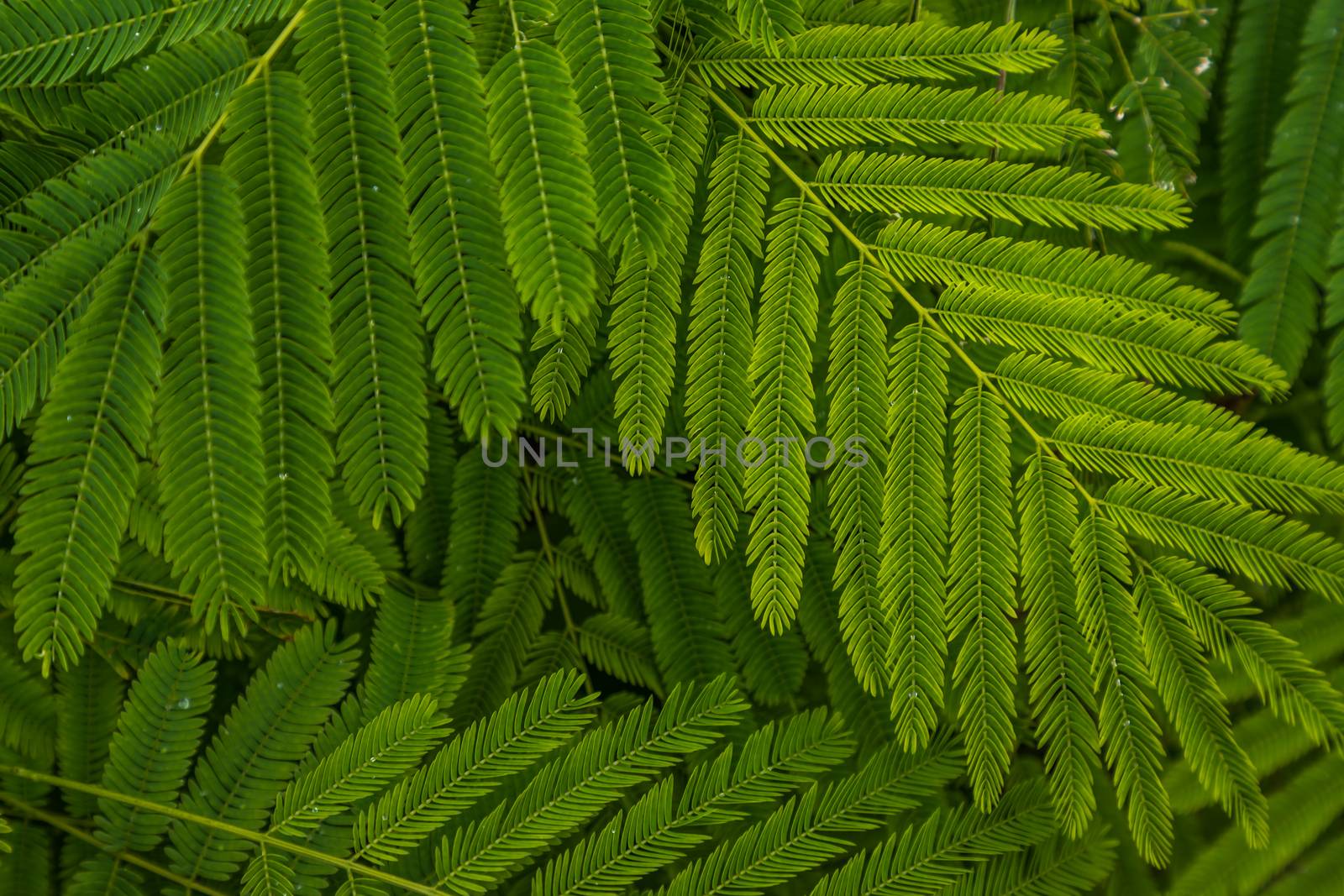 Detail of small green leaves of Persian silk tree (Albizia julibrissin) in garden. No focus, specifically.