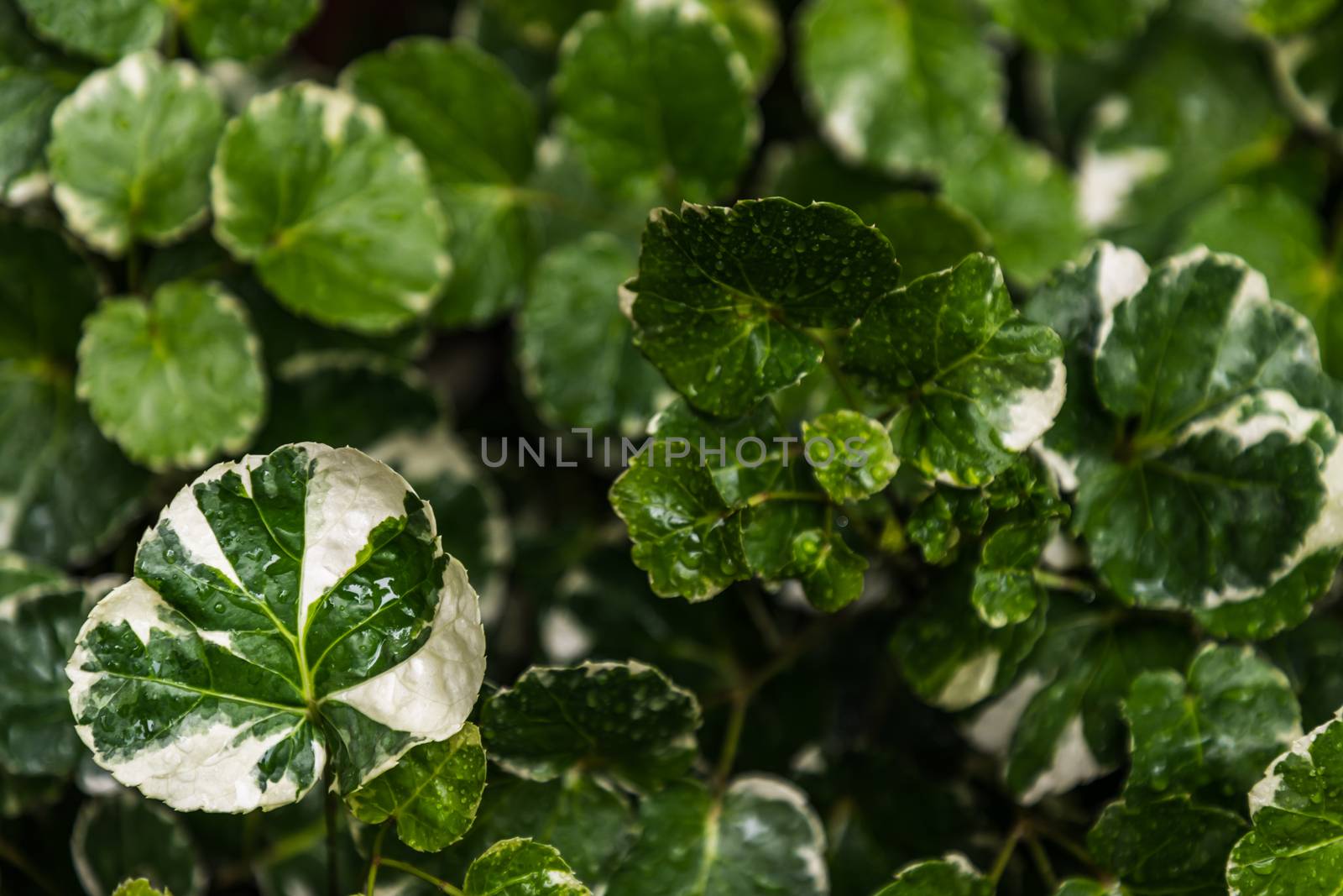 Green and White Stripe Leaves of Polyscias scutellaria plants. by tosirikul