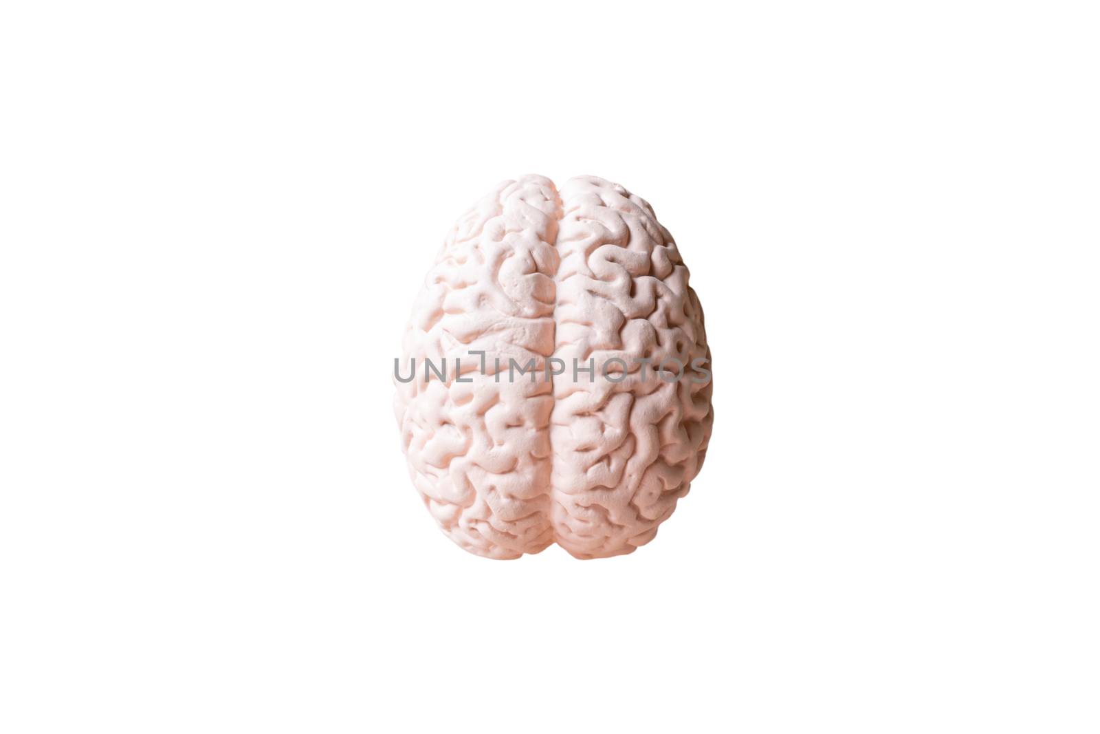 Human brain Anatomical Model isolated on white background by sirichaiyaymicro