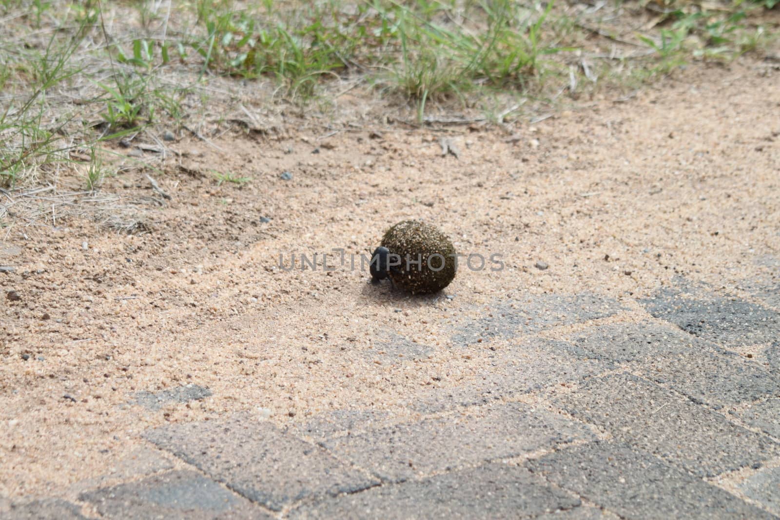 One dung beetle rolls a dung ball on the road