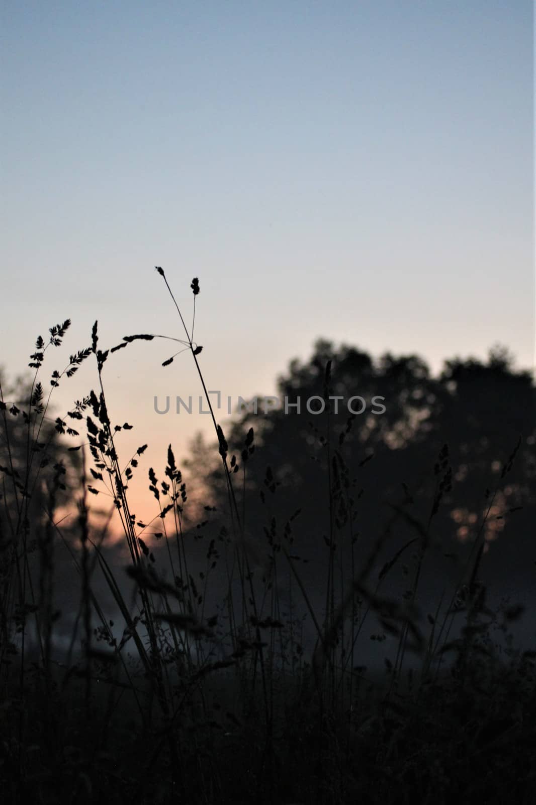 Long grasses against a beautyful red colored sky