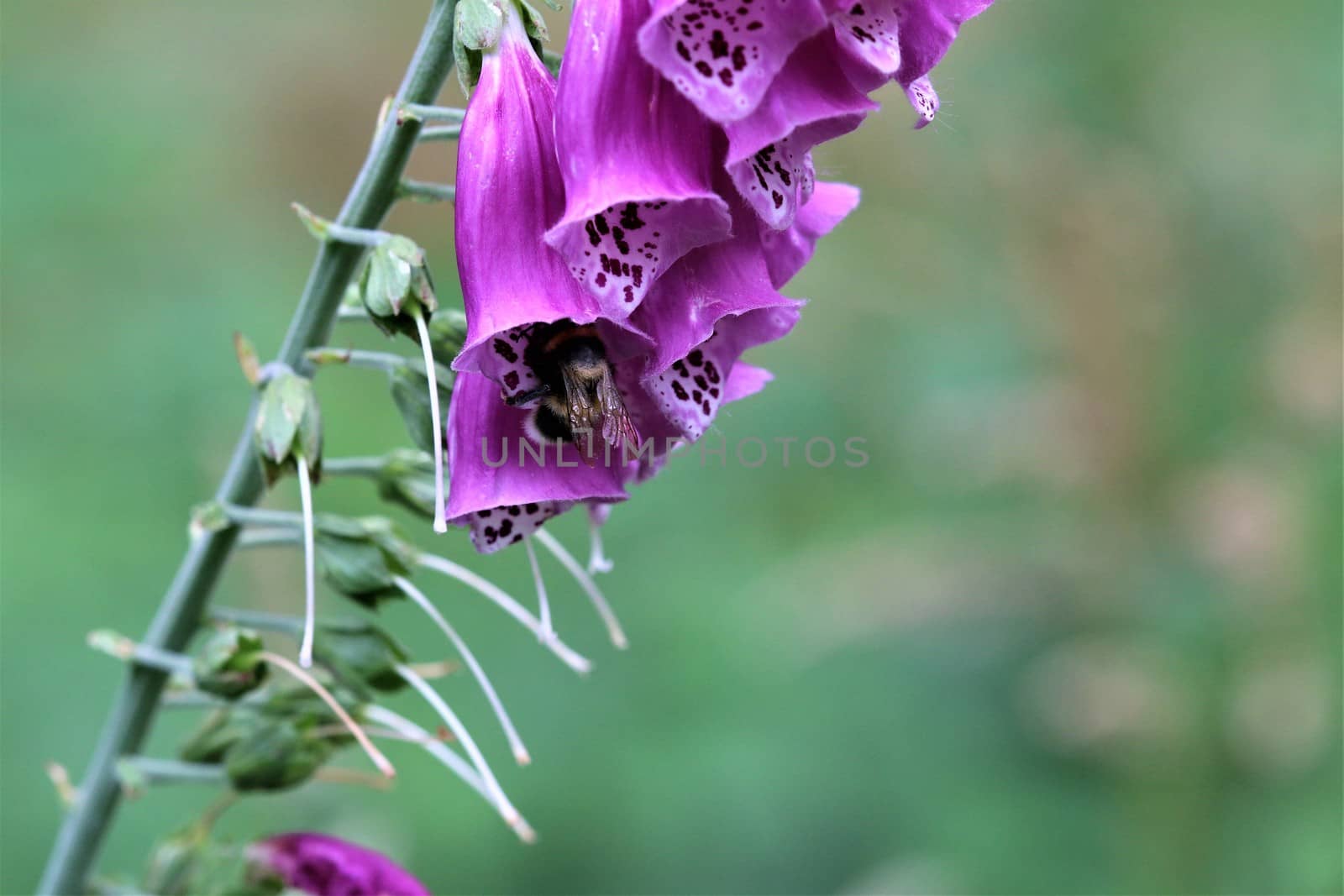 A close up of a pink foxglove in the forest against a dark background