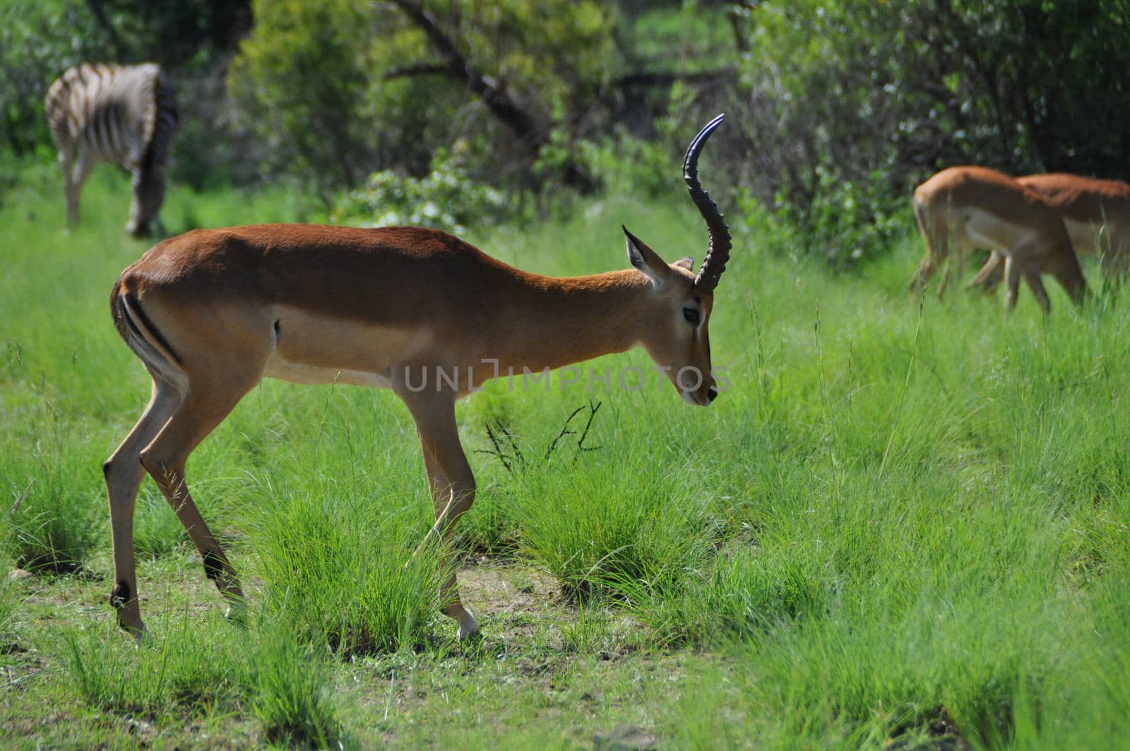 impala in the african bush in front of trees and thoen bushes