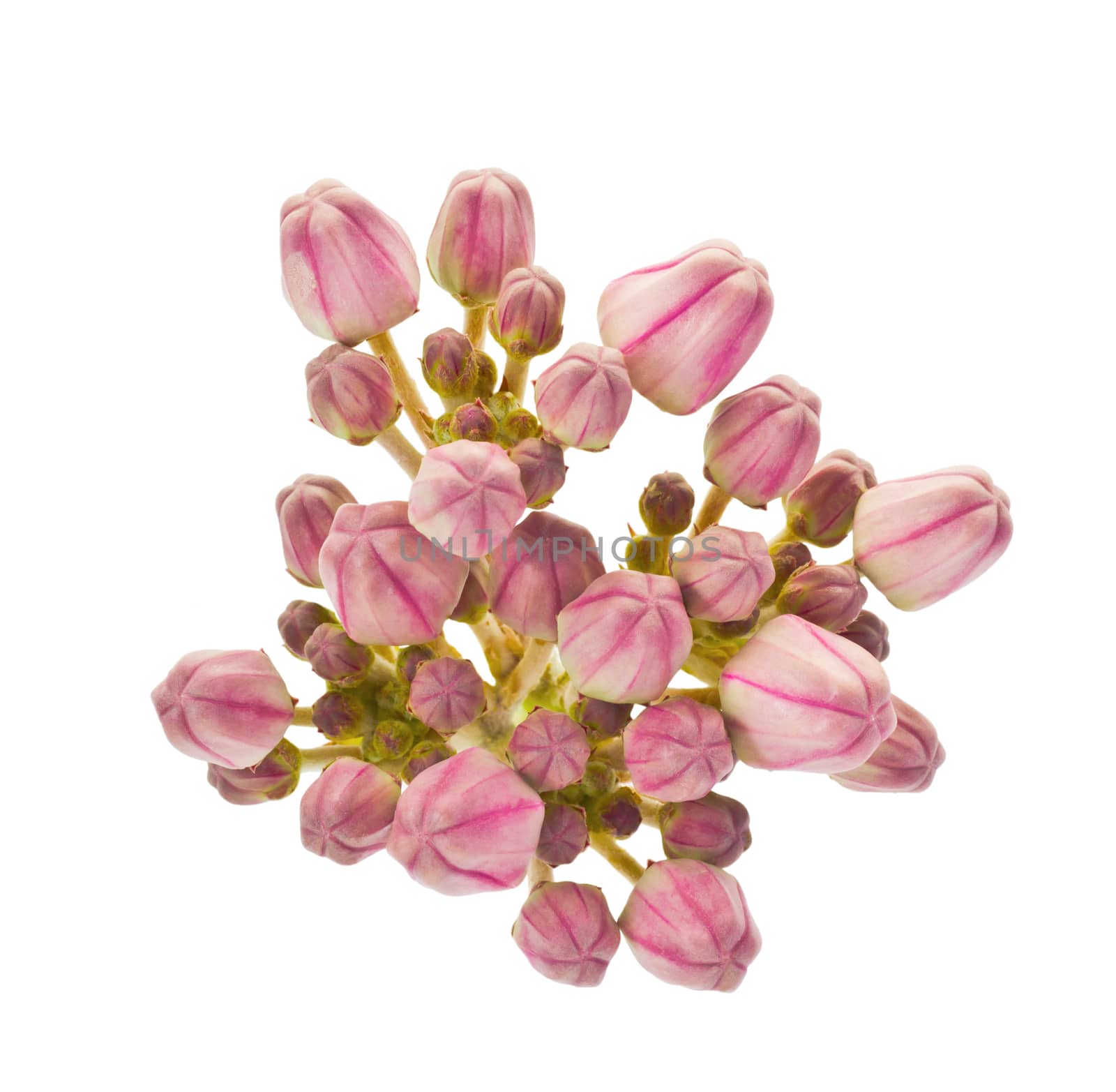 Calotropis Gigantea of Crown flower isolate on white background and clipping path