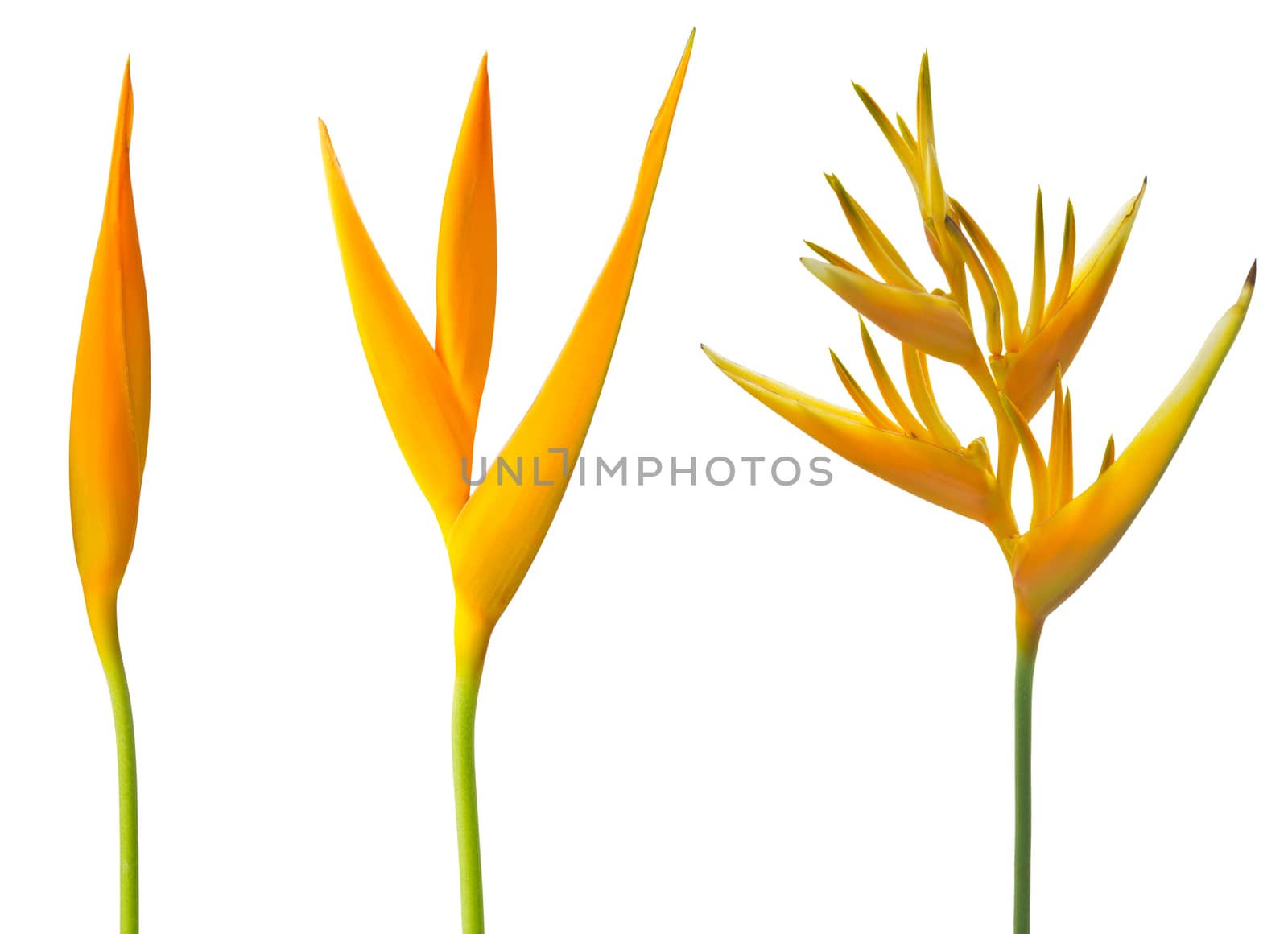 Alan Carle, Heliconia flower isolated on white background and clipping path