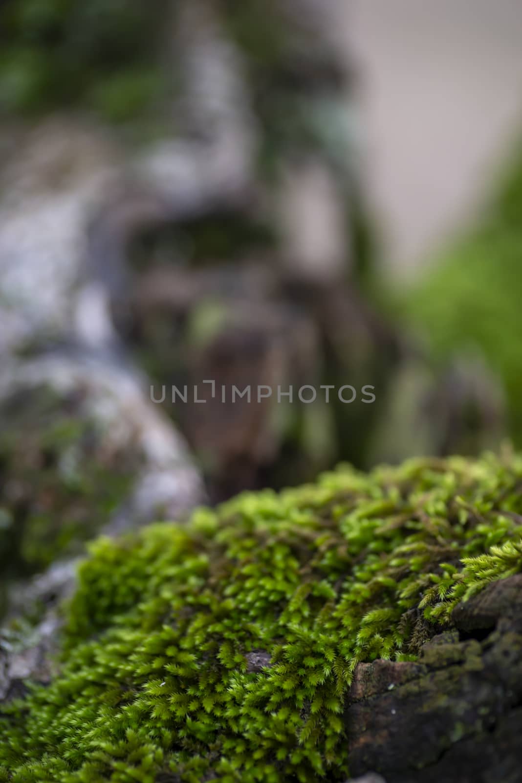 wild moss on a tree in winter by carfedeph