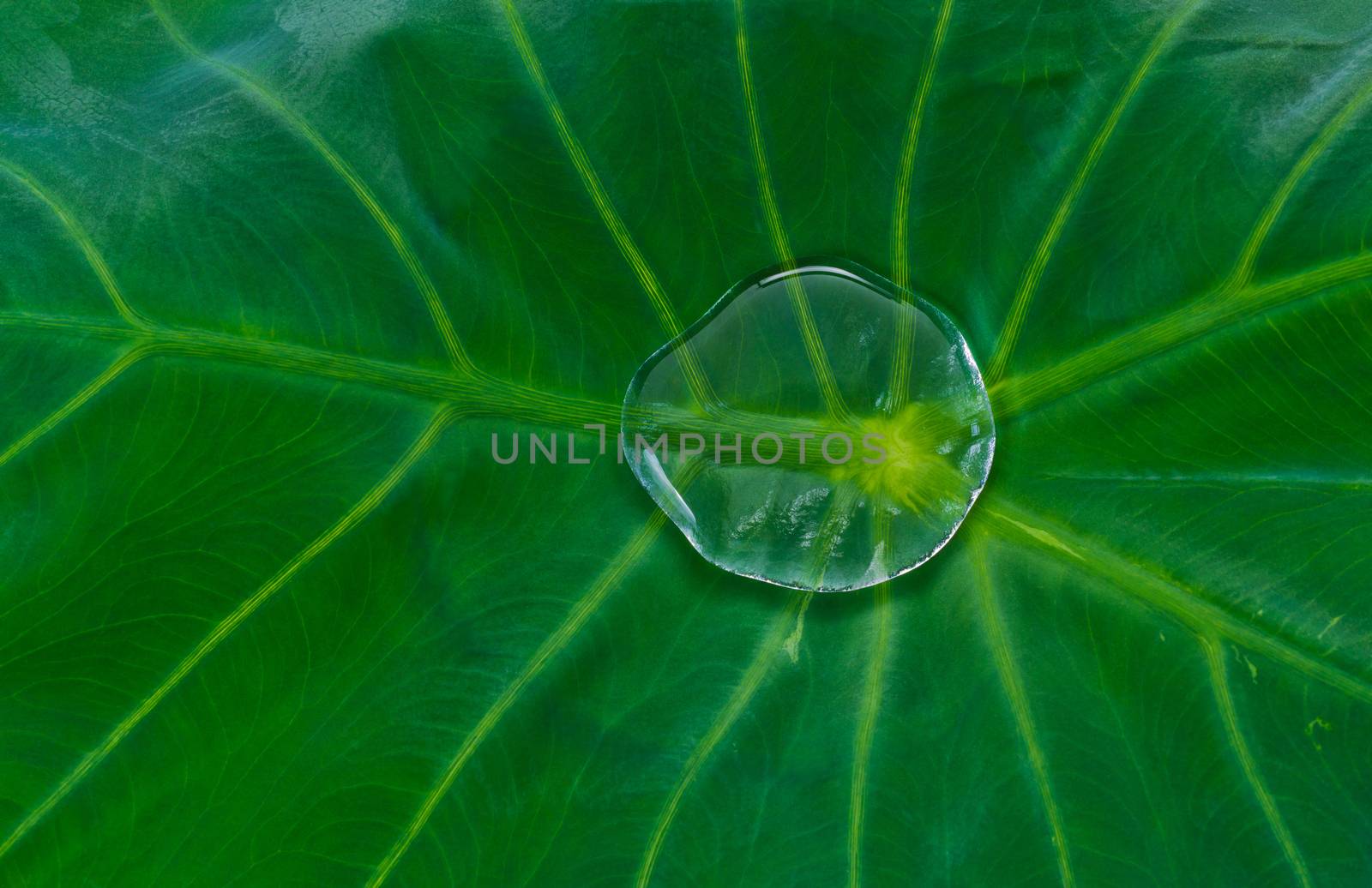 Colocasia esculenta aquatilis Hassk known as "Elephant Ear Plant" and water drop