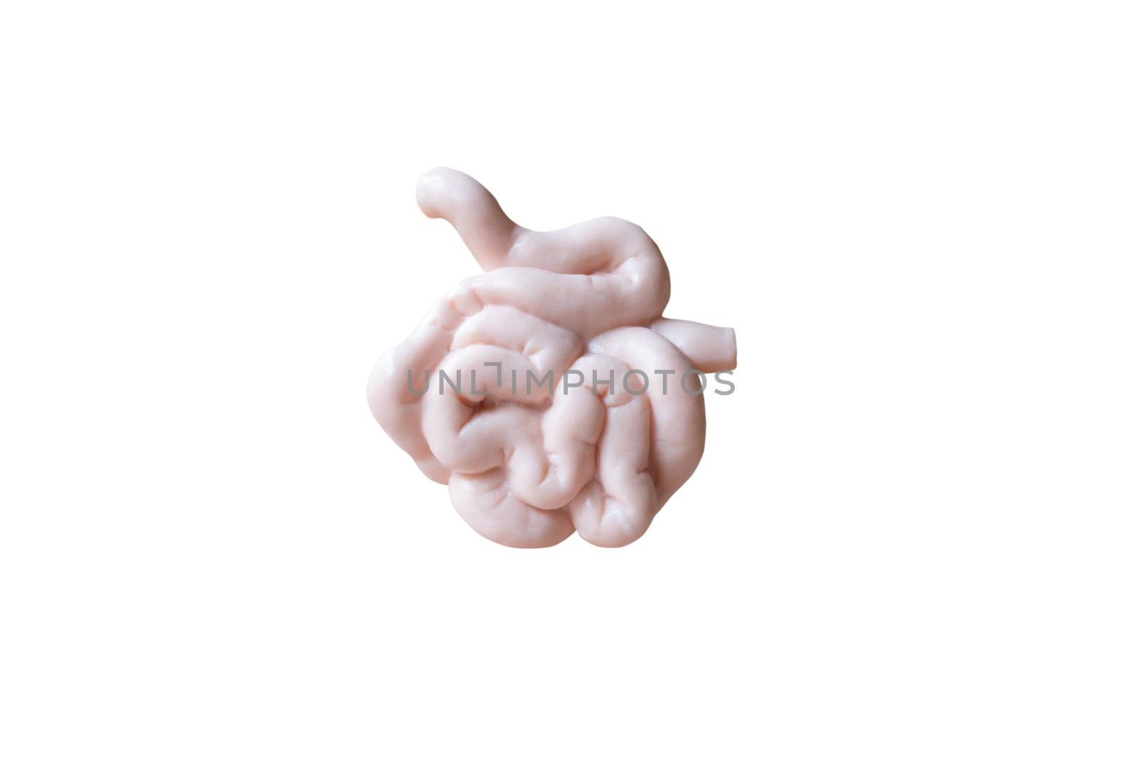 Human Small intestine  Anatomical Model on white background by sirichaiyaymicro