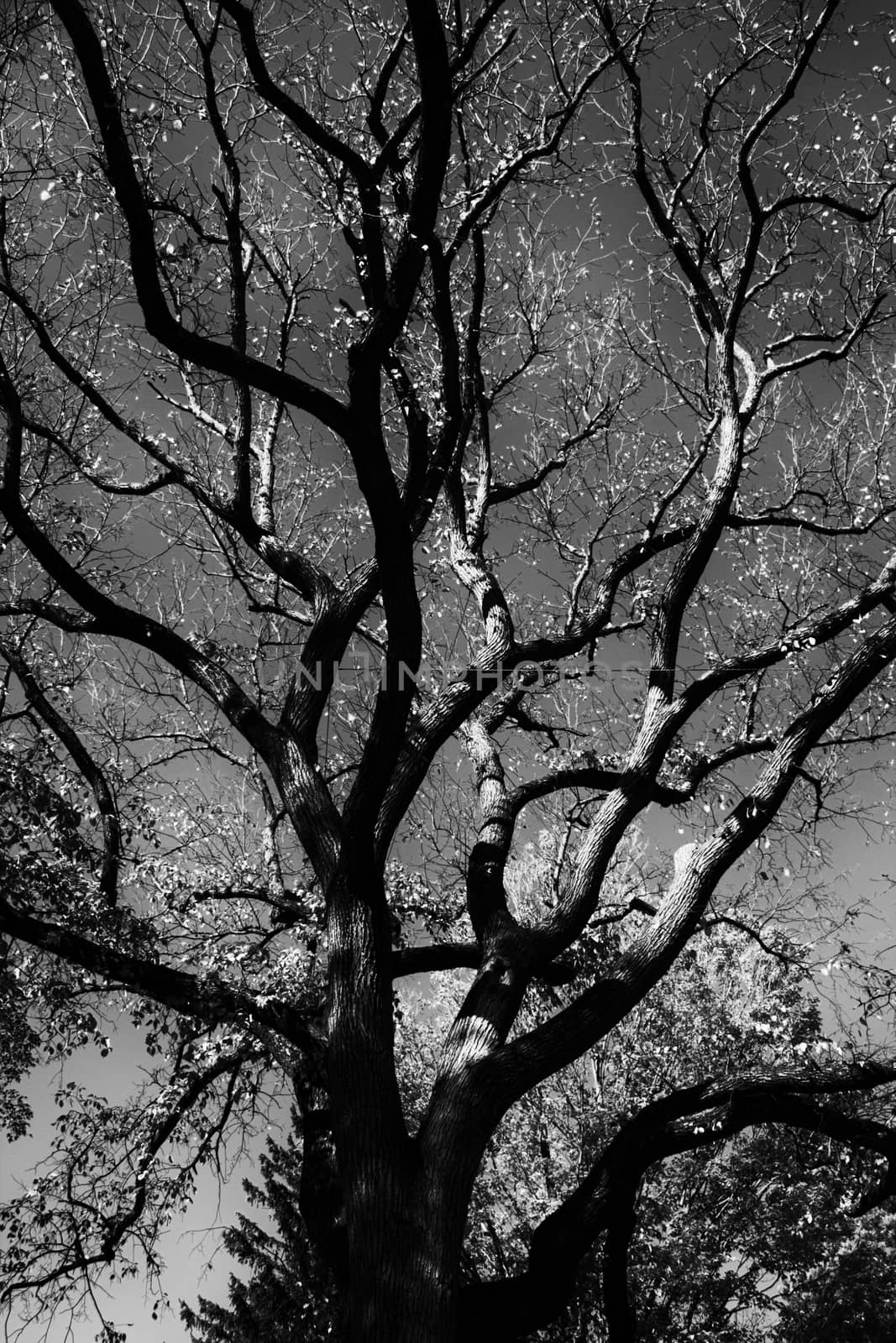 Black and white photo of tree