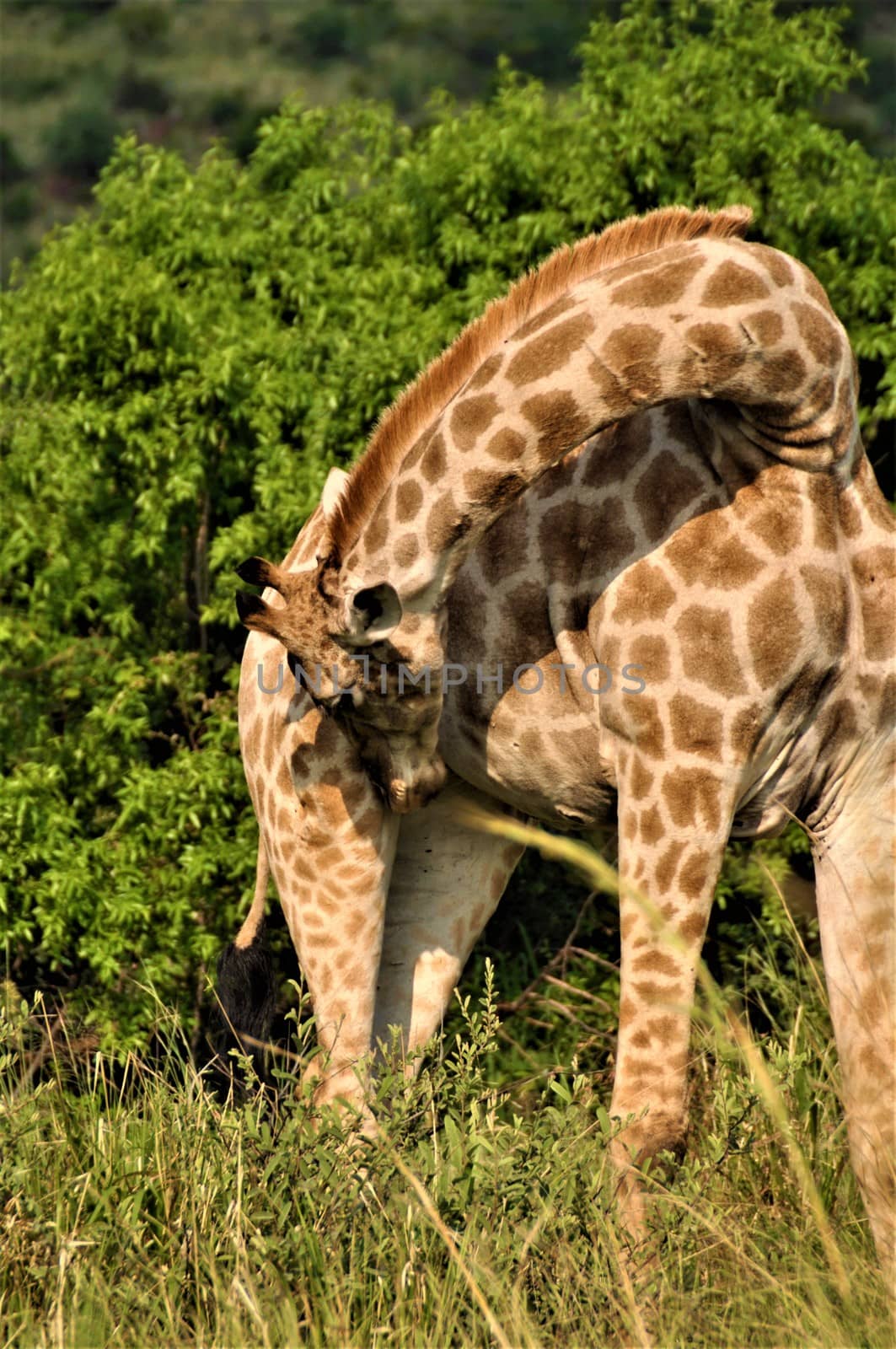 Giraffe sniffs her right hind leg in front of some trees by Luise123