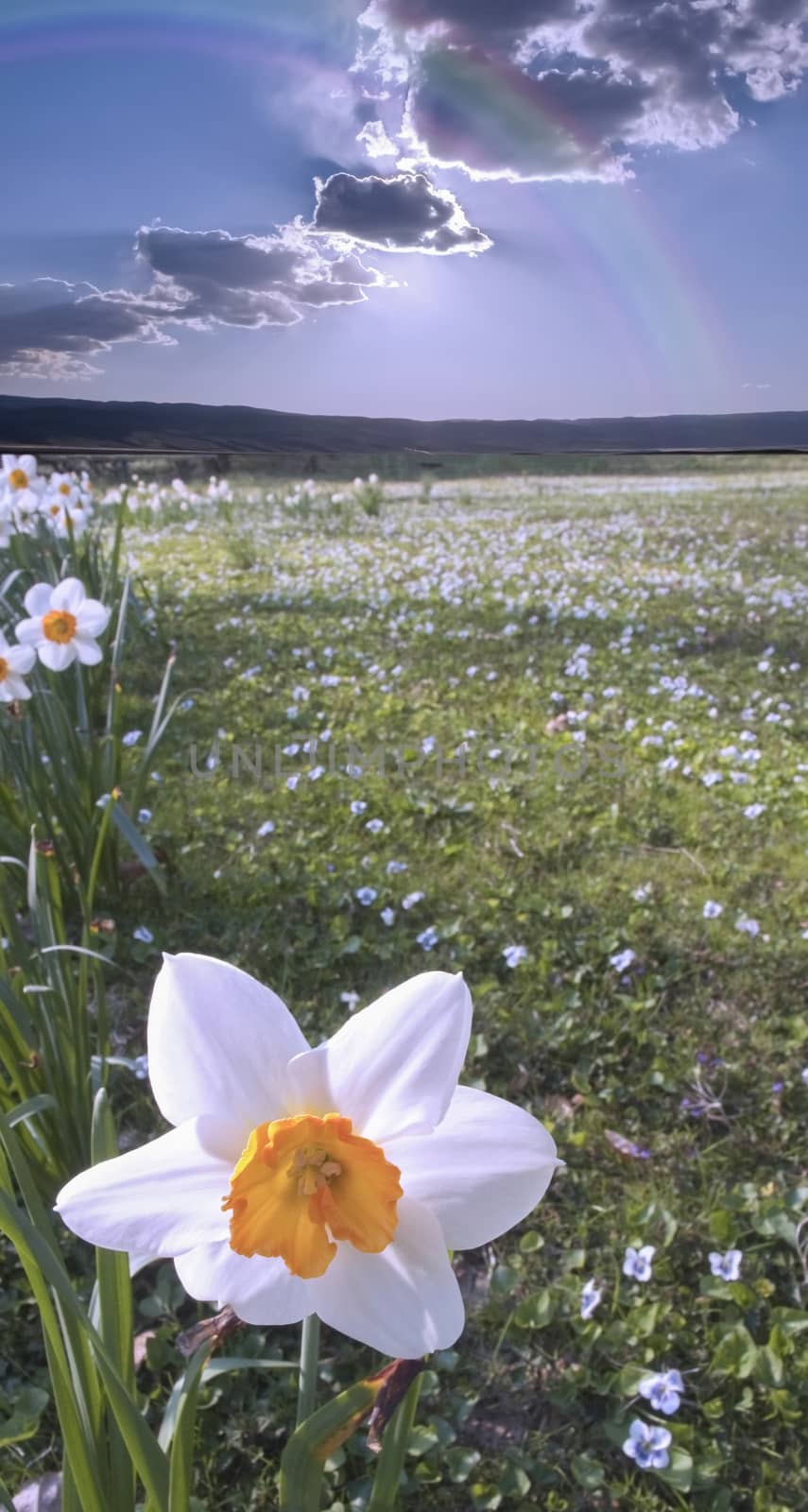 Narcissus field by applesstock