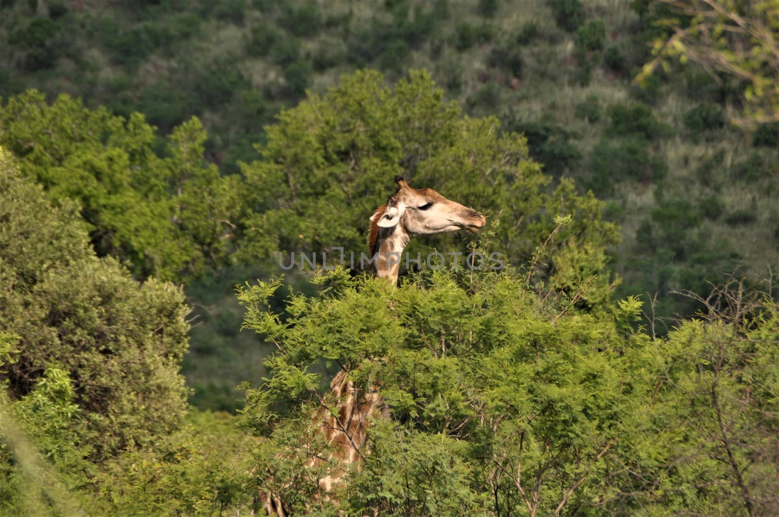 Giraffe looks out from the trees in the bush with mountains in the background