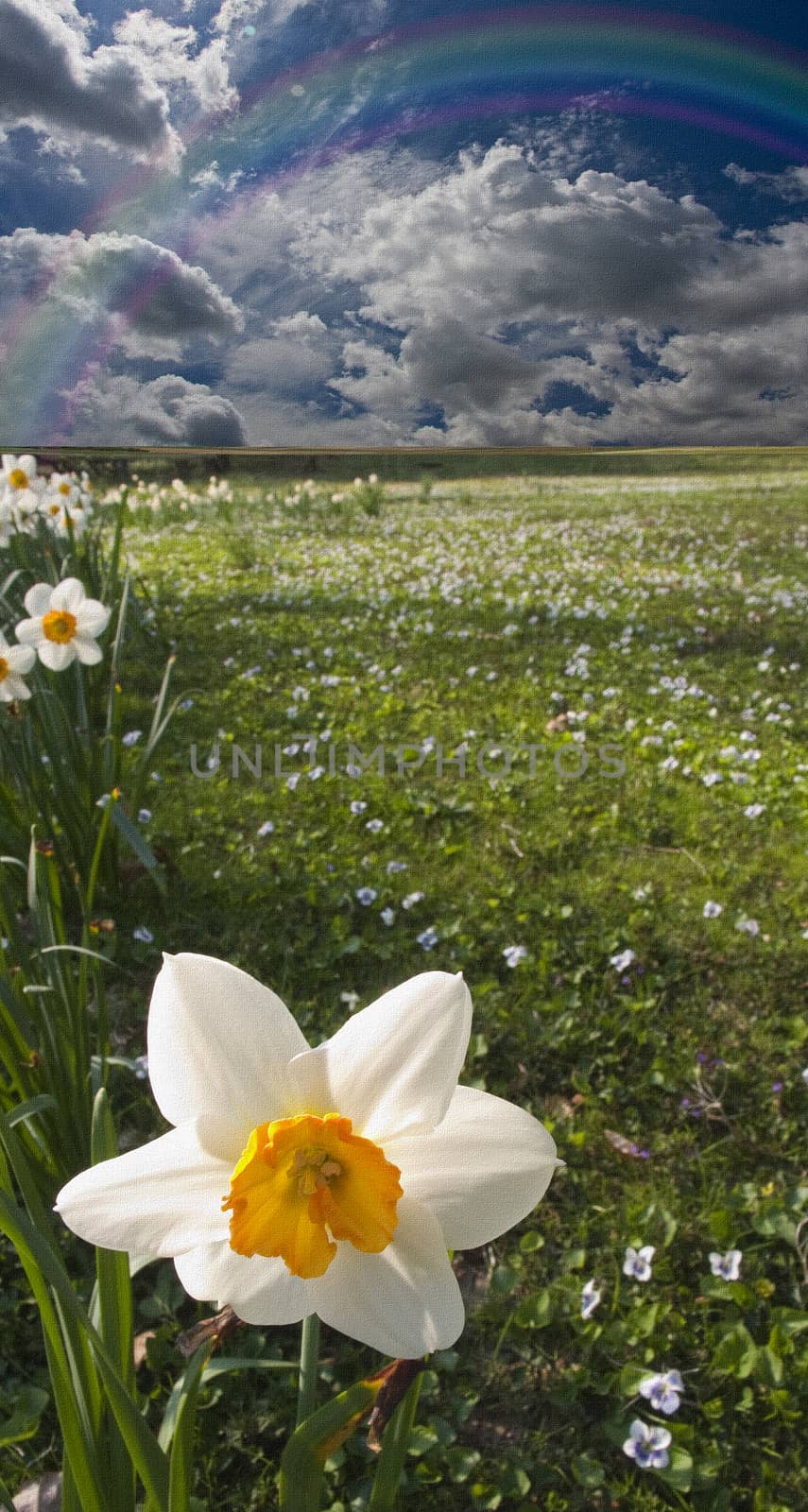 Narcissus field. Mountains at the horizon and cloudy sky. 3D rendering