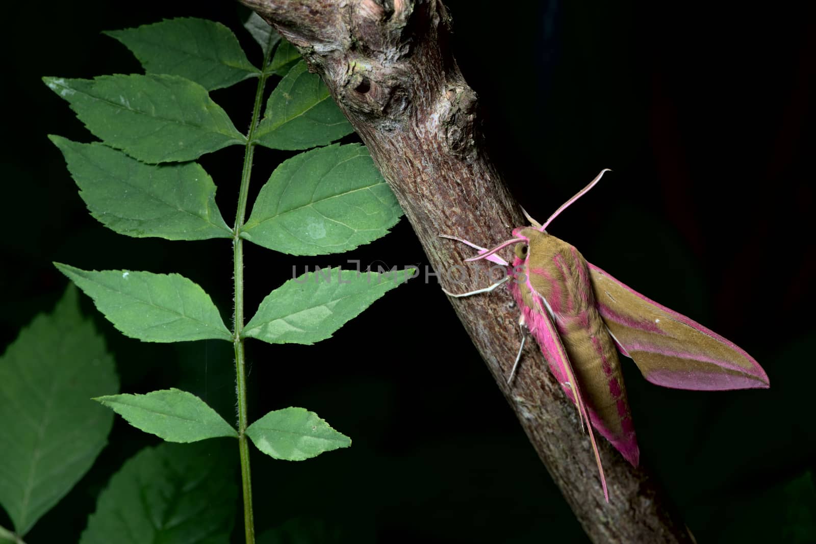 Large elephant hawk-moth perches on a red barked branch, adjacent to young green leaves. The moths eye is visible under its raised antennae. Body and wings of striking color and pattern