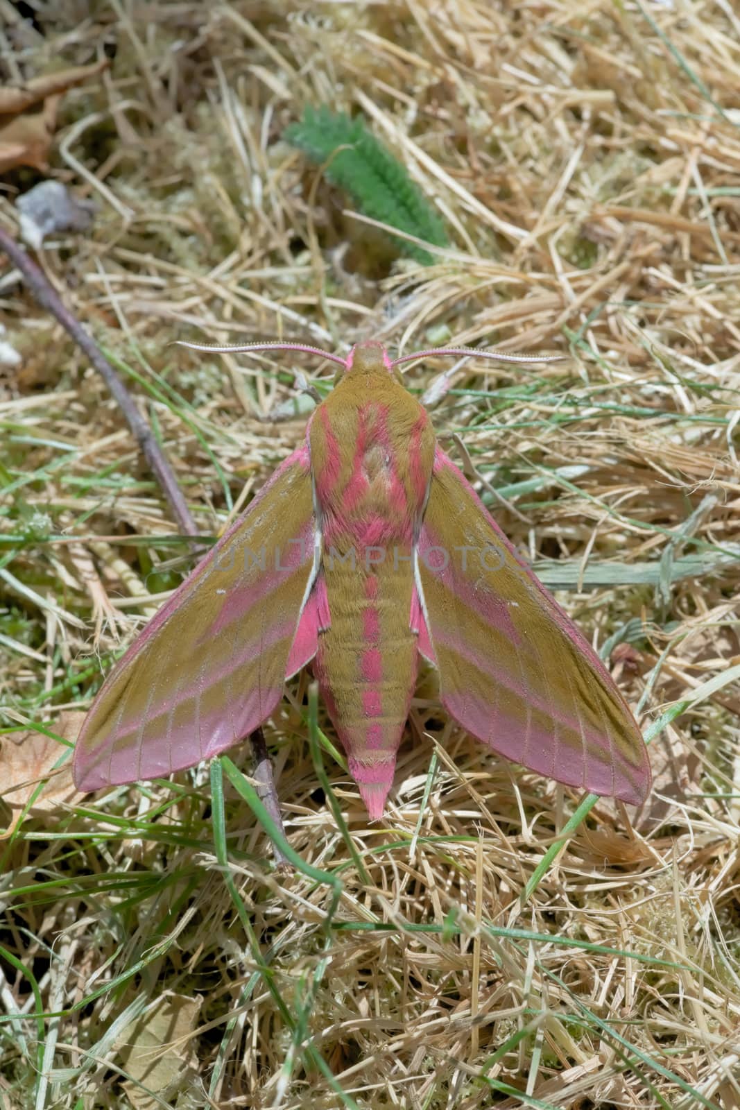 This photo taken of the back of a large elephant hawk moth shows the recognizable pink colors and patterning that makes this moth so distinctive.
