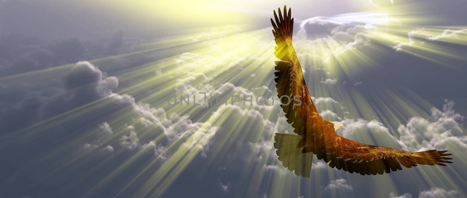 Eagle in flight above the clouds. Sunset or sunrise