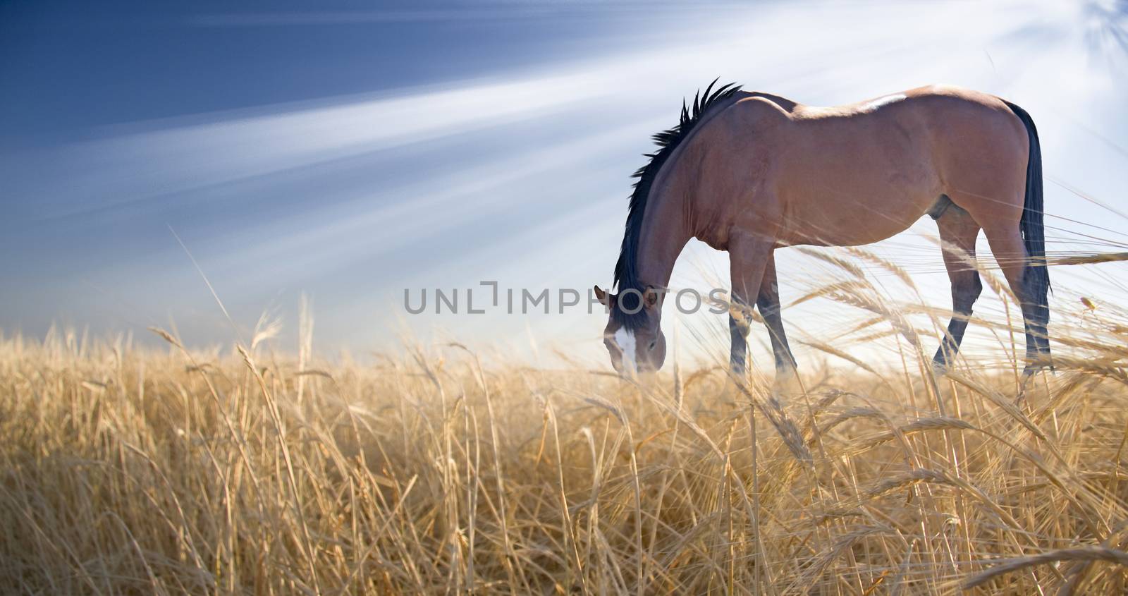 Horse grazing in field by applesstock