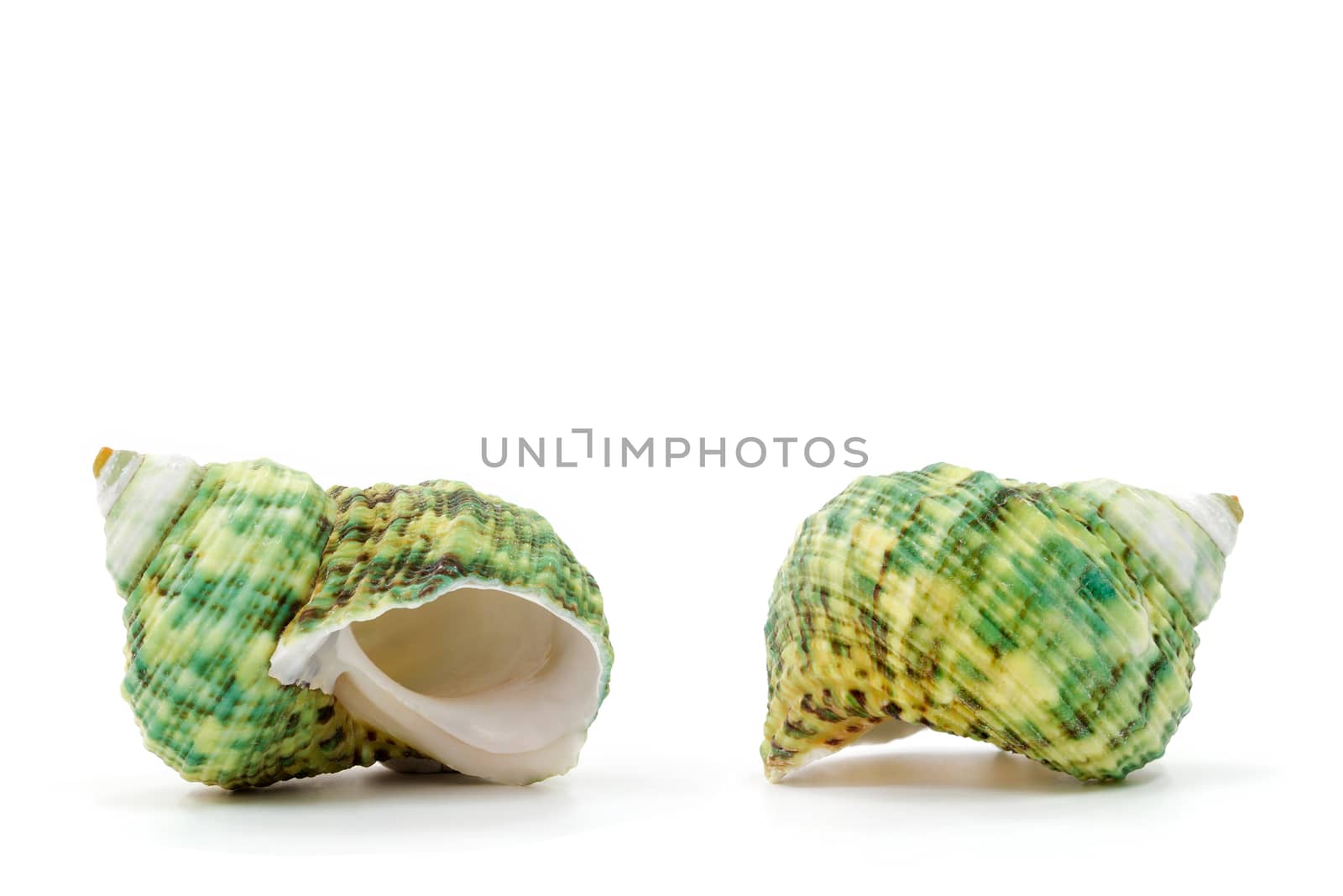 Sea shell on white background