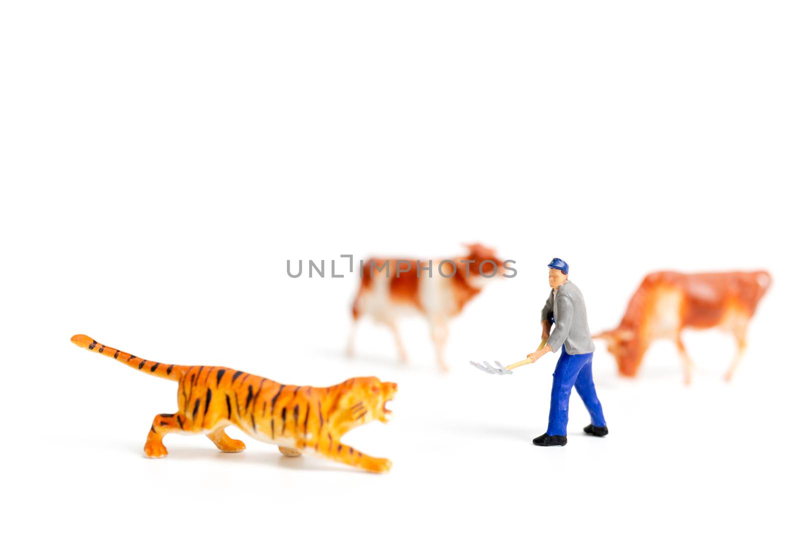 Miniature people farmer protecting cow when the tiger attacked on white background
