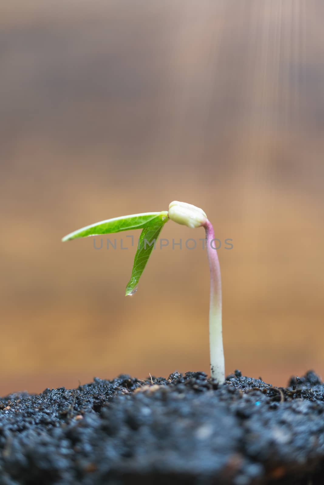 Green  sprouts growing over brown background , Seedling and Plant