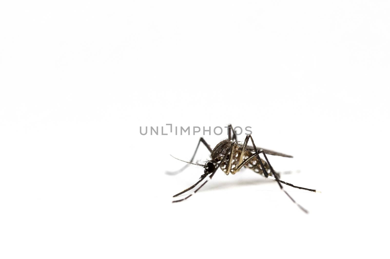 Closeup A Mosquito isolated on a white background