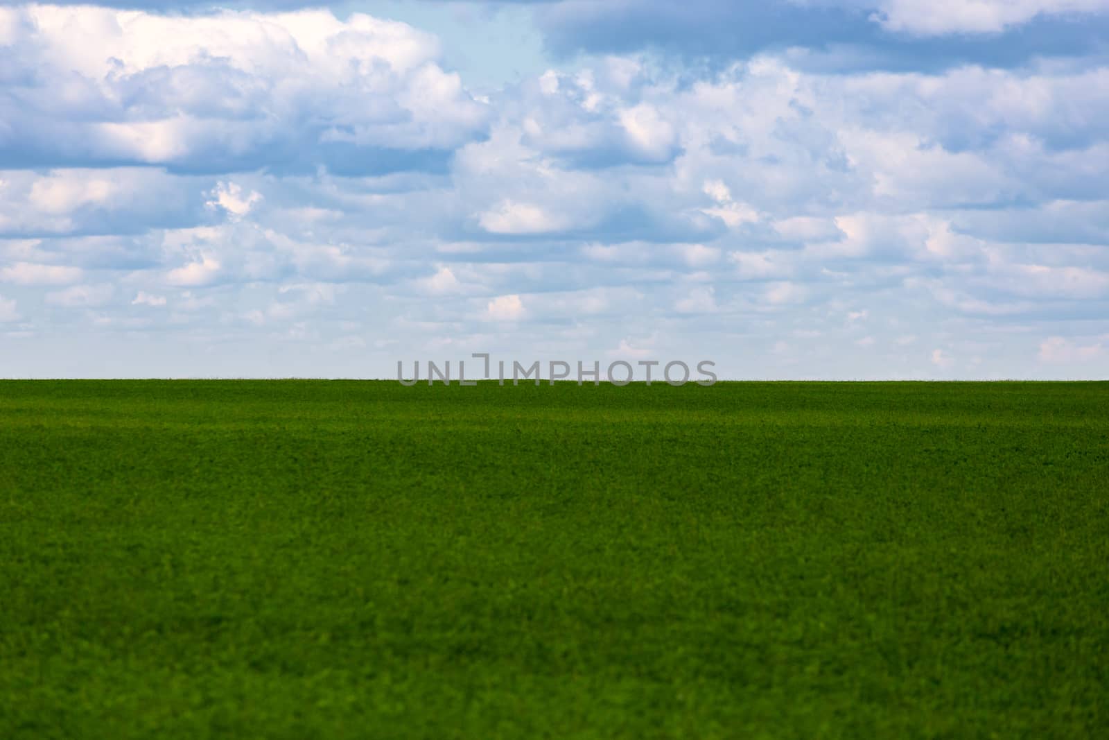 flat green soybean field with cloudy sky and focus on background with optically blurred foreground.