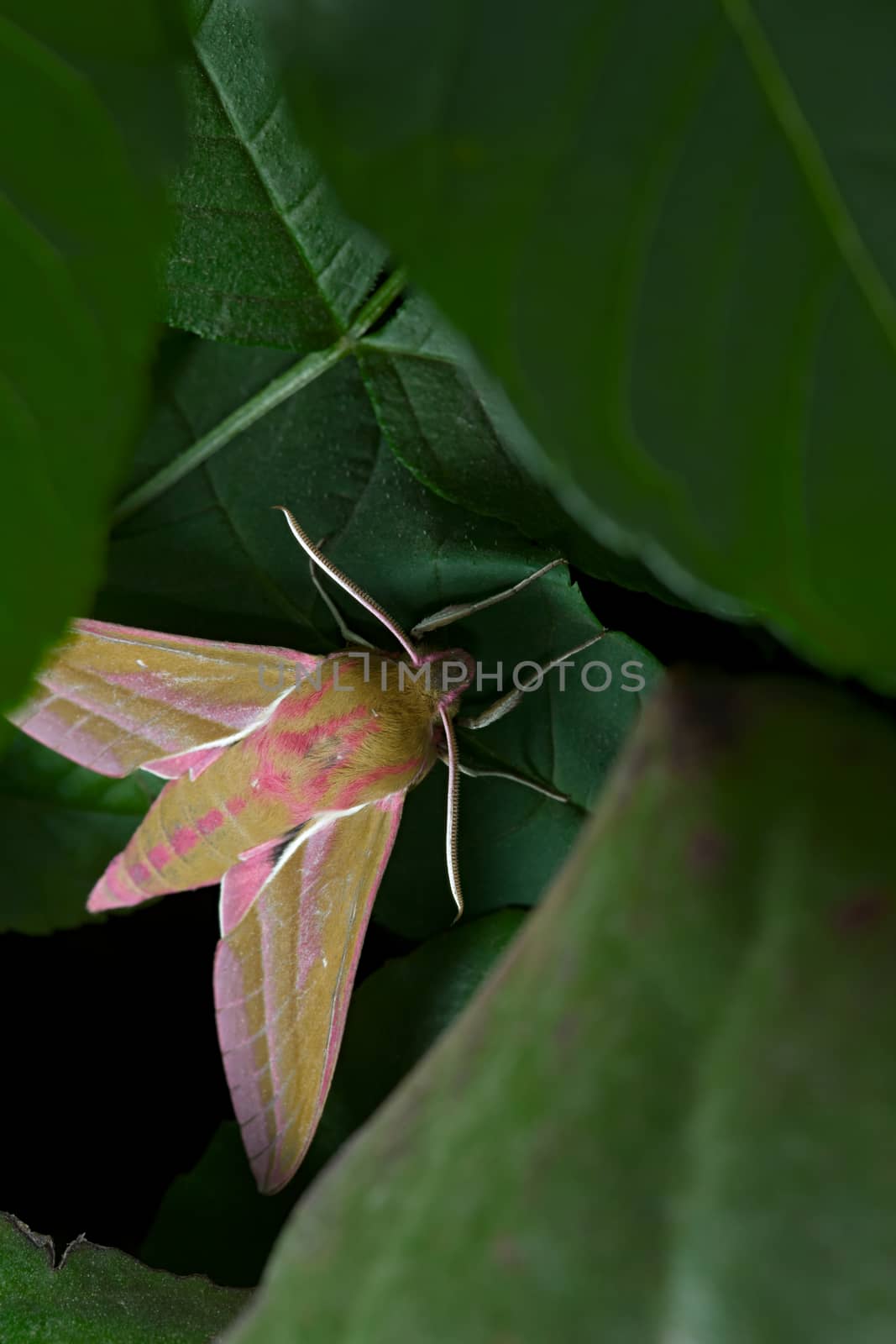 Thick green leaves frame this large pink and mustard furry elephant hawk moth as it spends the daylight hours under cover.