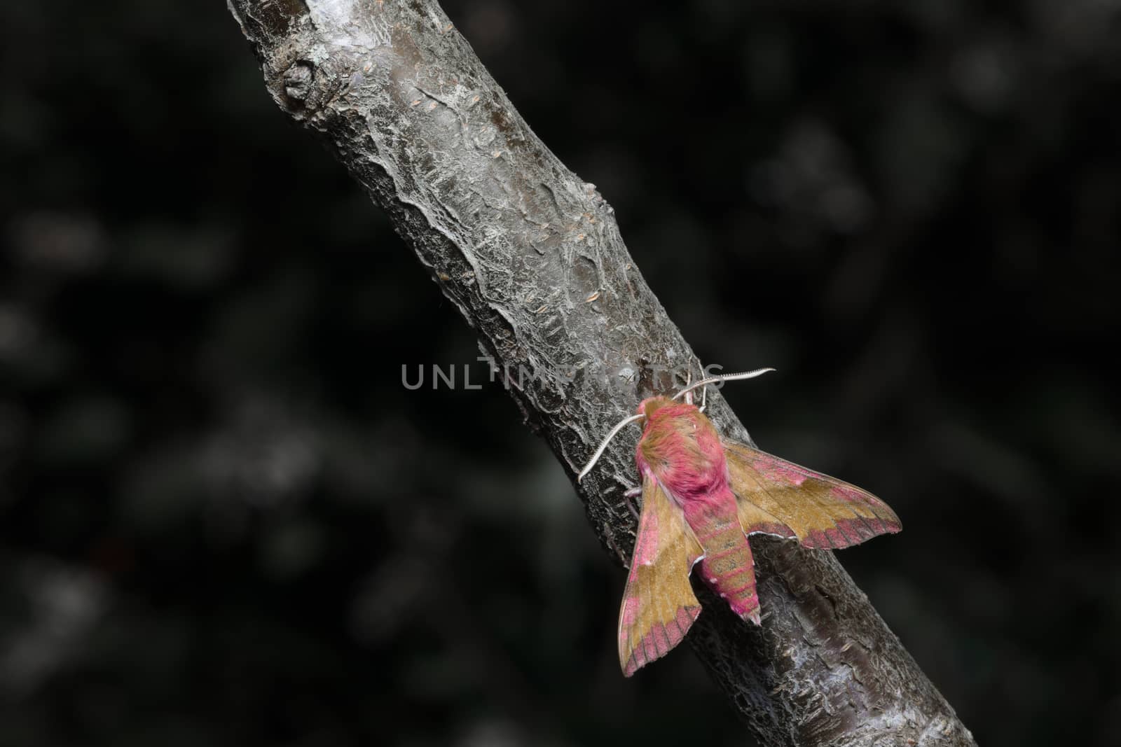 Small elephant hawk moth colors pop as it meets an ant on a grey and brown barked branch. by RhysL