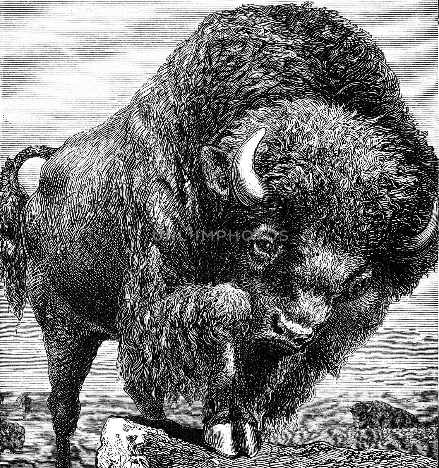 An engraved image of an  American USA bison animal  by ant
