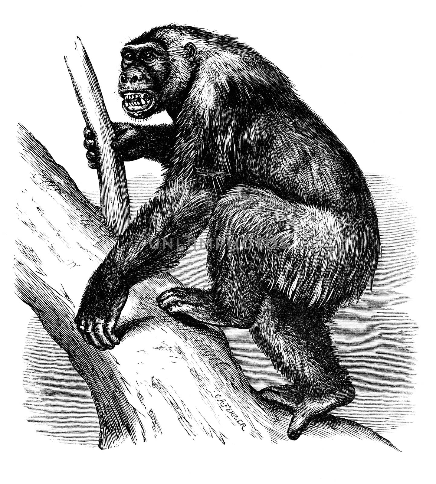An engraved Africa image of an African gorilla animal from a vintage Victorian book dated 1886 that is no longer in copyright stock image