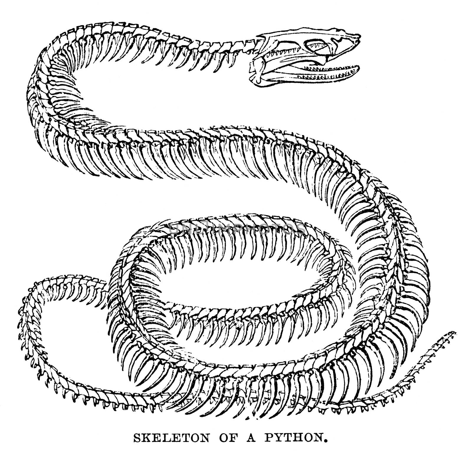 An engraved animal image of a python snake skeleton  by ant