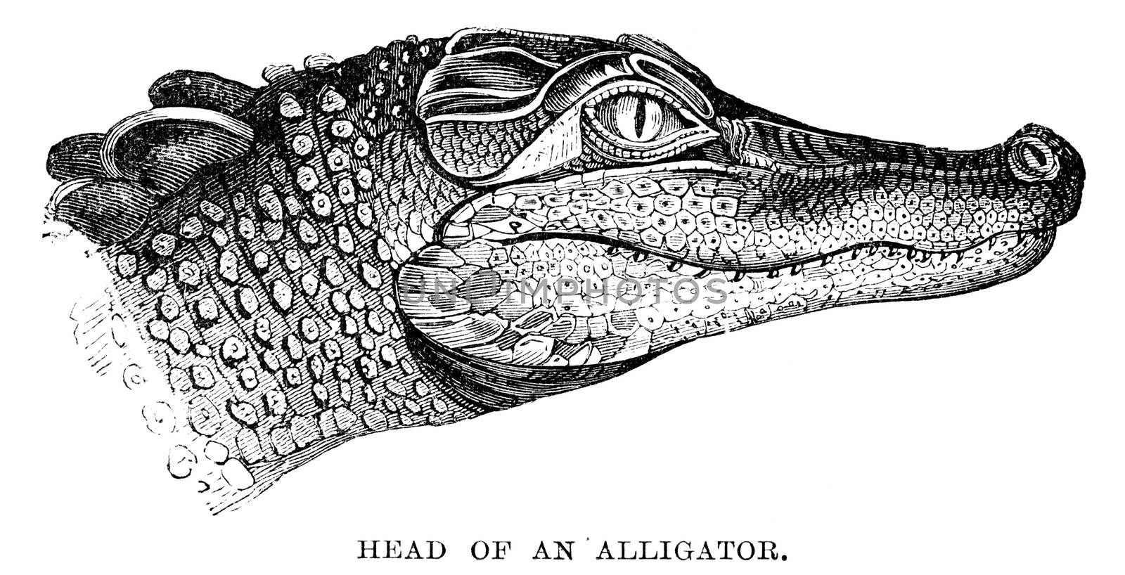 An engraved animal image of the head of an alligator  by ant