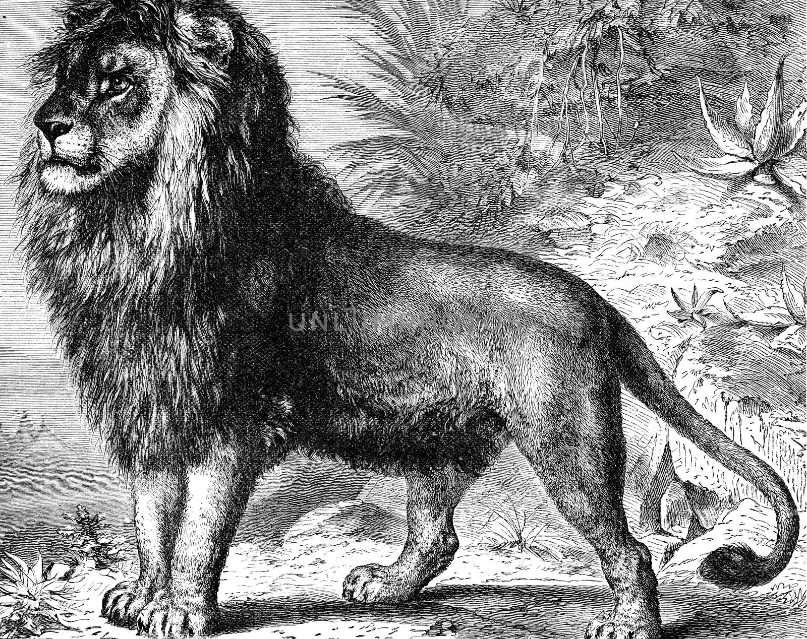 An engraved Africa image of an African male lion from a vintage Victorian book dated 1886 that is no longer in copyright stock image