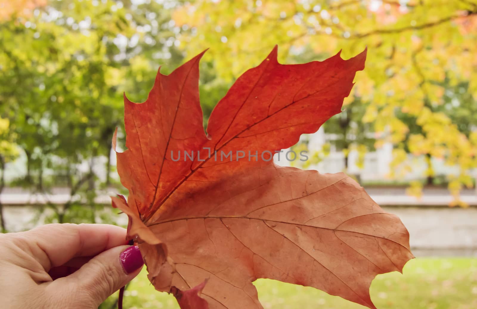 A woman's hand holds a red maple leaf on an autumn yellow Sunny bokeh background by claire_lucia