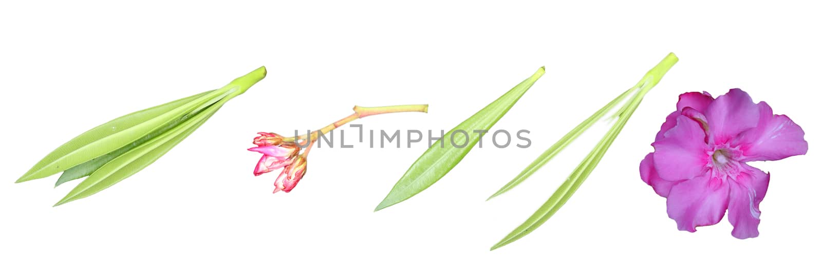 part of oleander flower (pink oleander flower, growing oleander flowers, single green oleander flower leaf, oleander flowers leaves group)