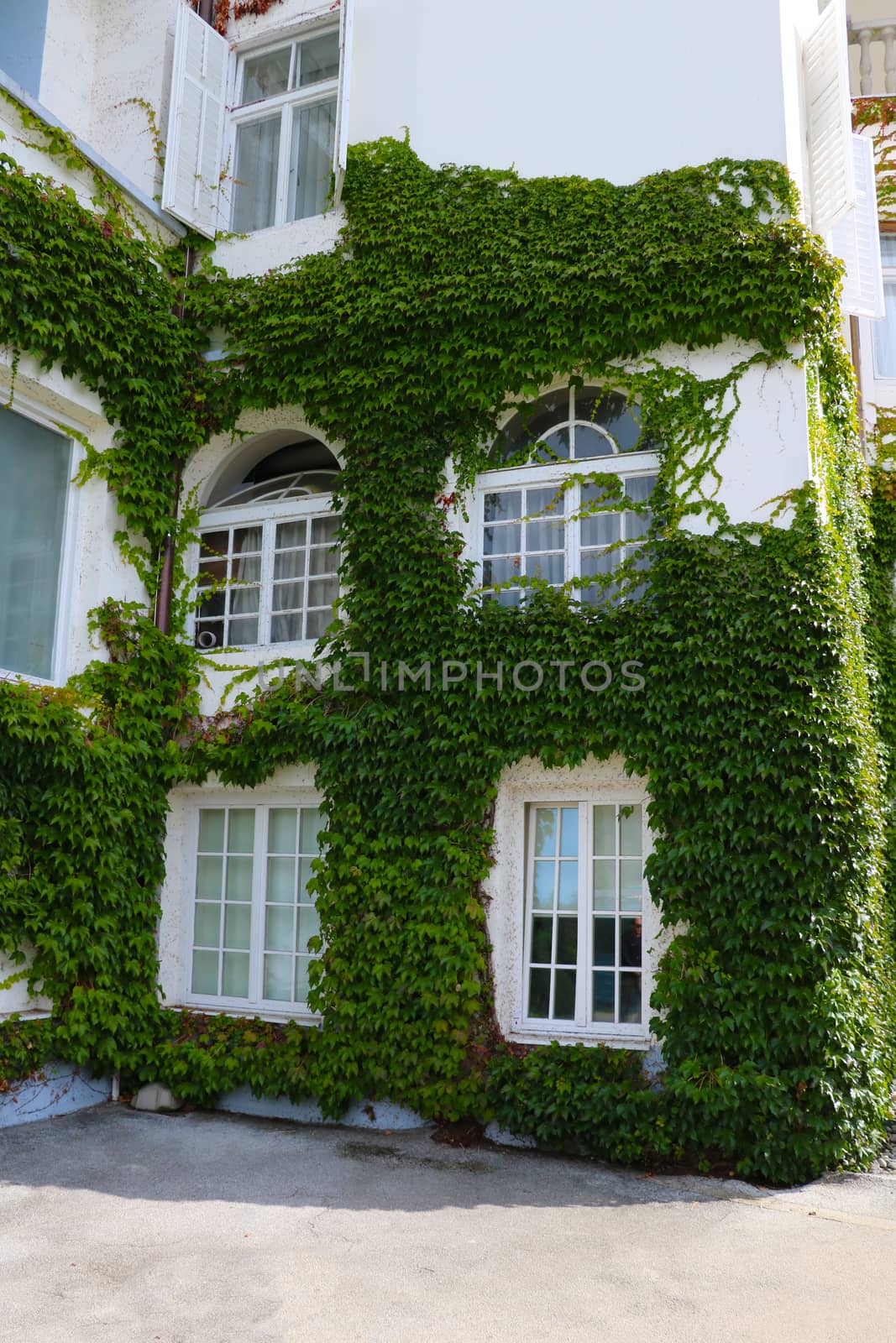 Wild grapes weave through the white house