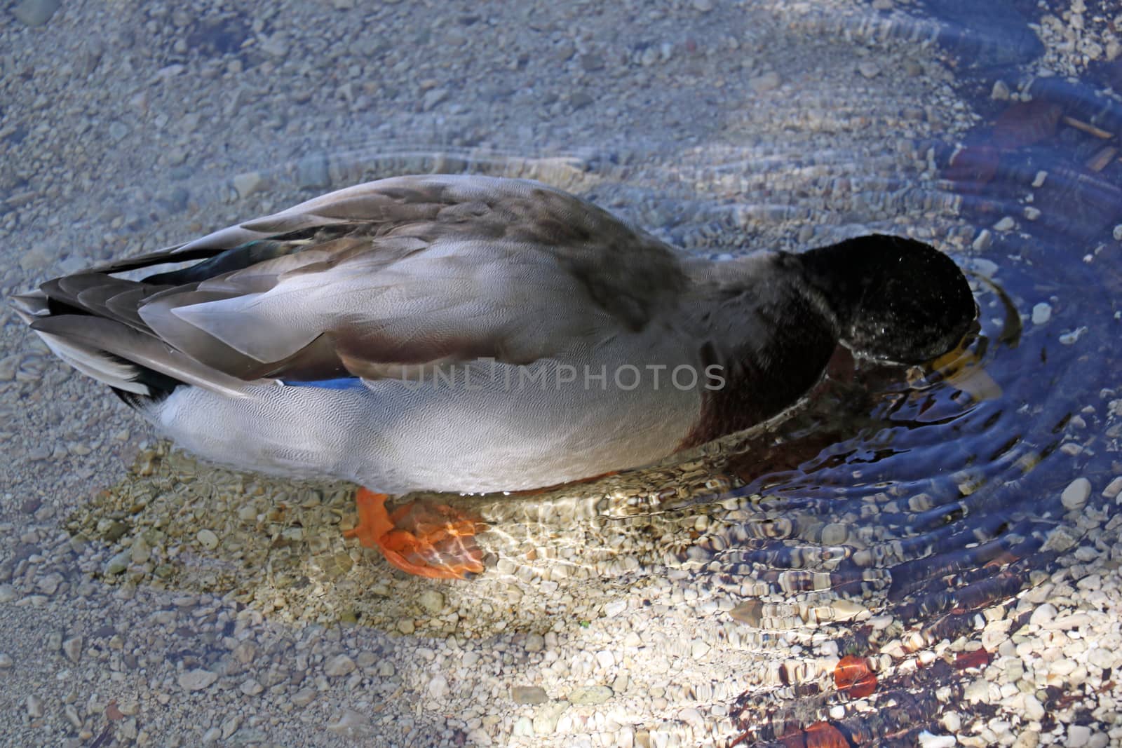 Wild duck come ashore from the water