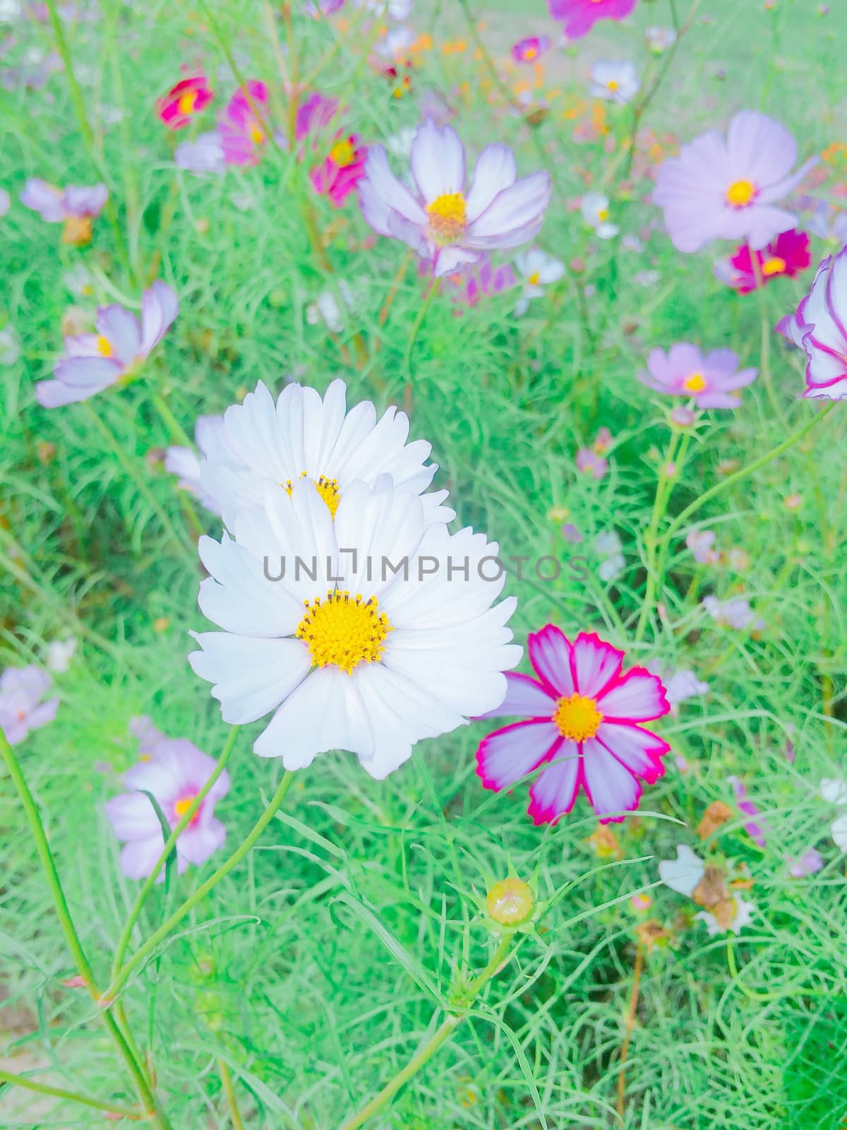 Close up of cosmos flowers by uphotopia