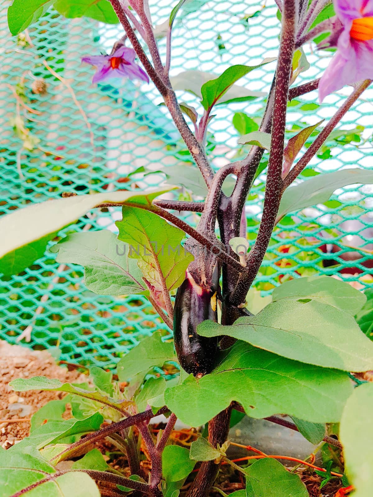 Close up of eggplant by uphotopia