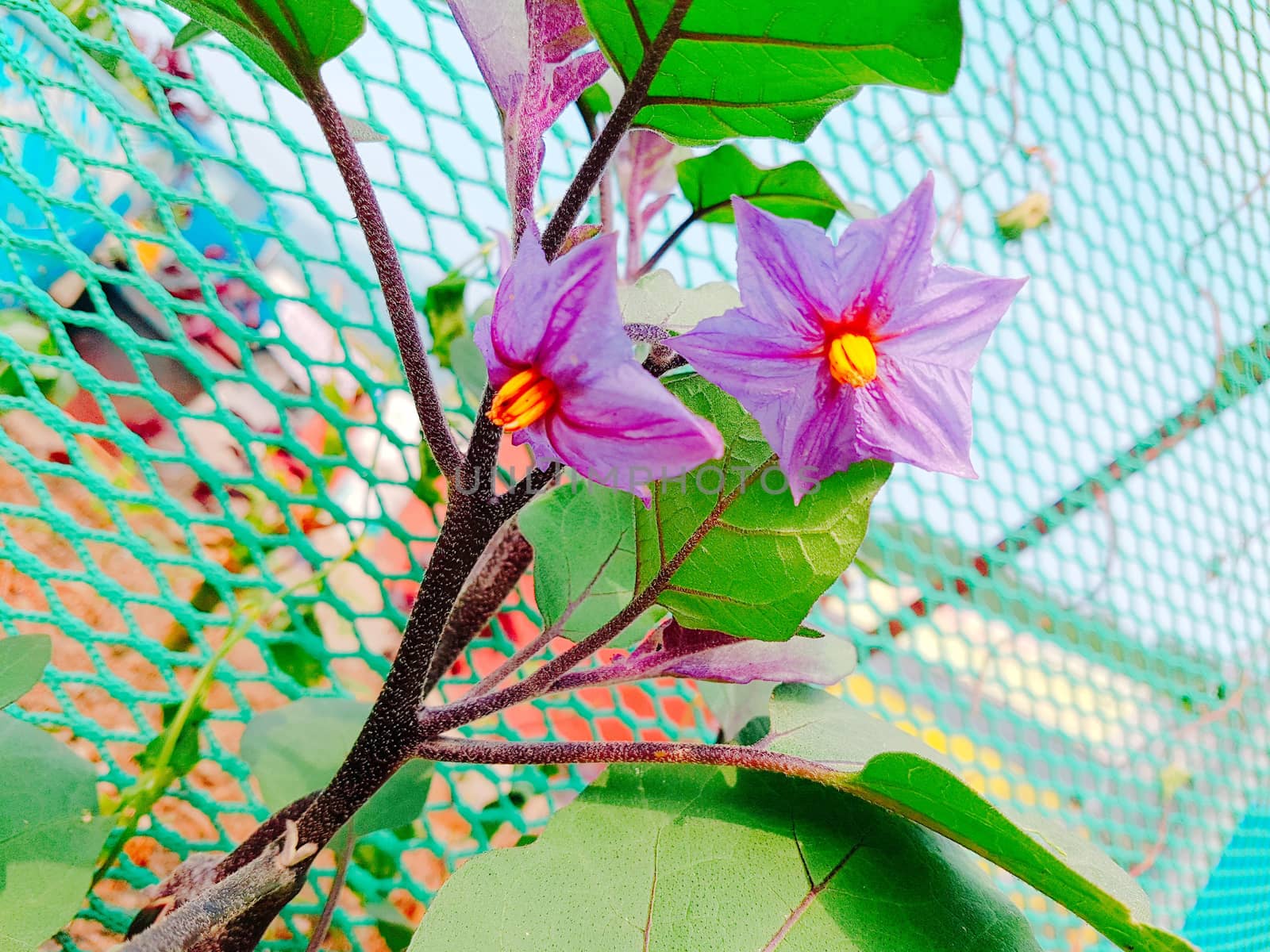 Close up of eggplant flowers