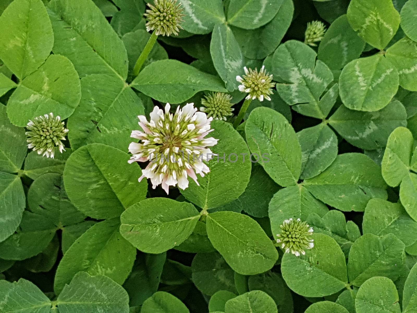 Green clover grass texture view from above by uphotopia