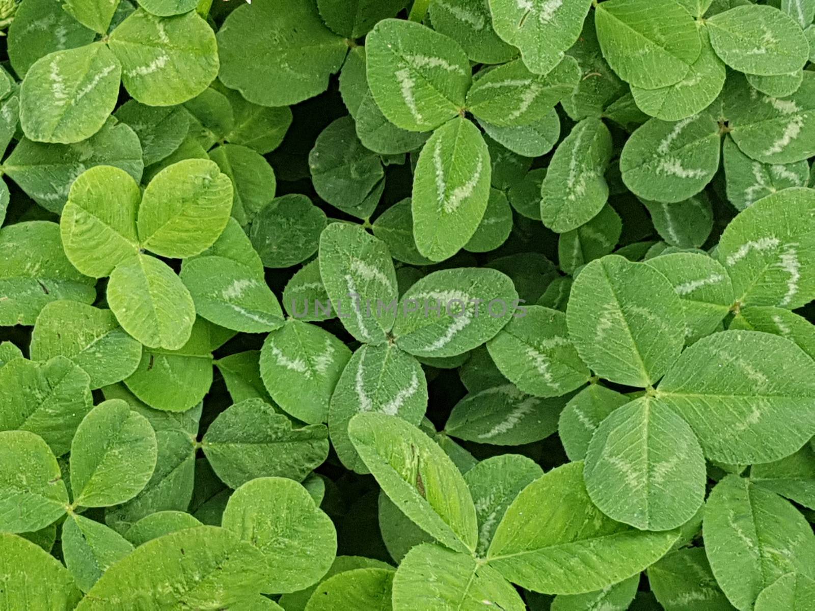 Green clover grass texture view from above by uphotopia