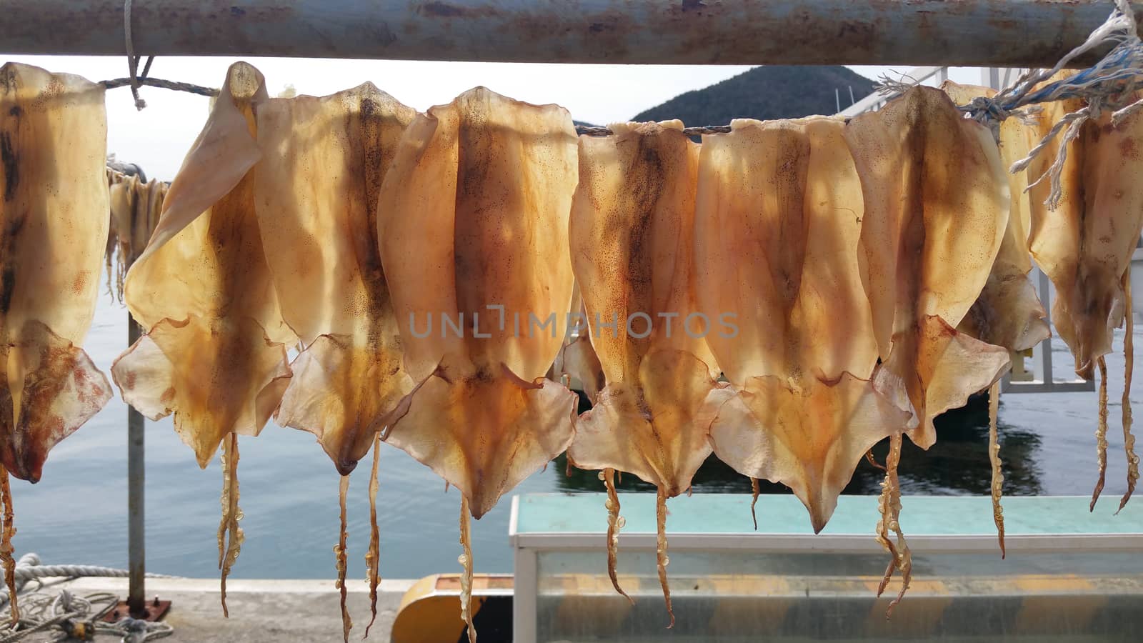 Squids drying in the sunlight in a fish market in Japan by uphotopia