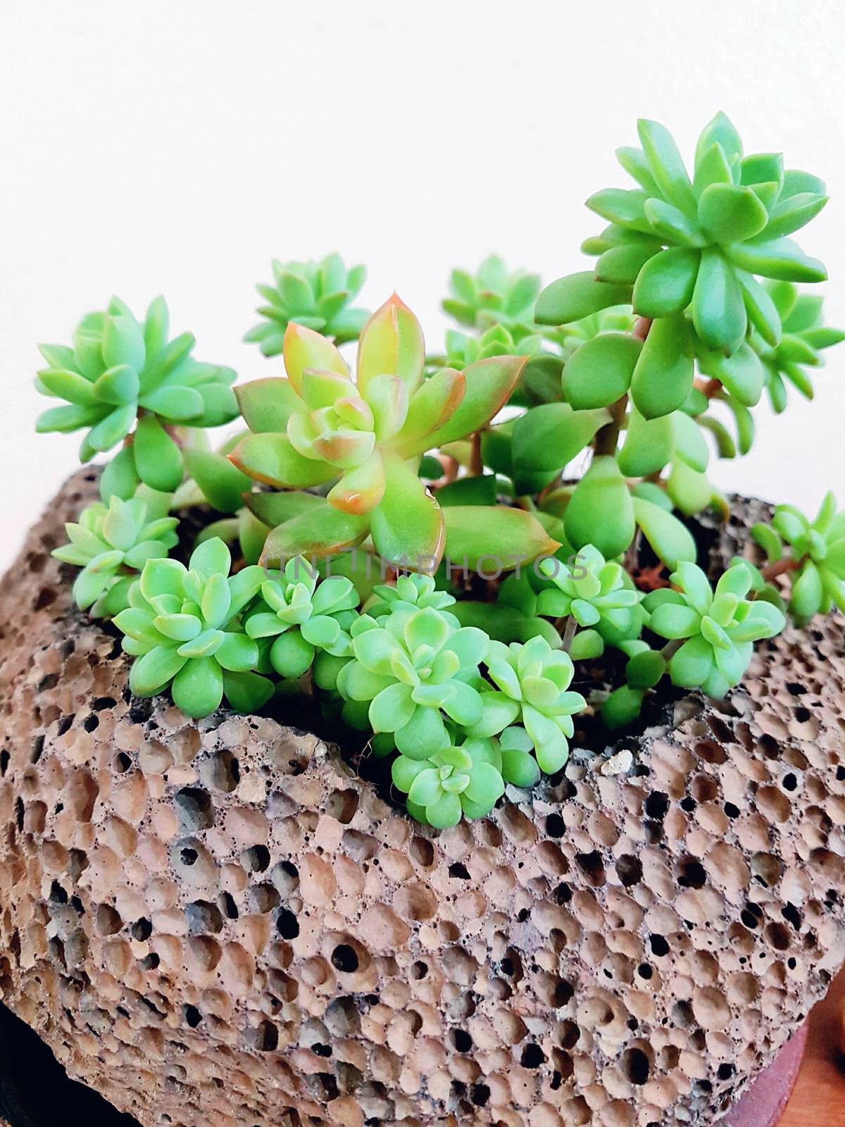 Tiny succulents in concrete pot by uphotopia