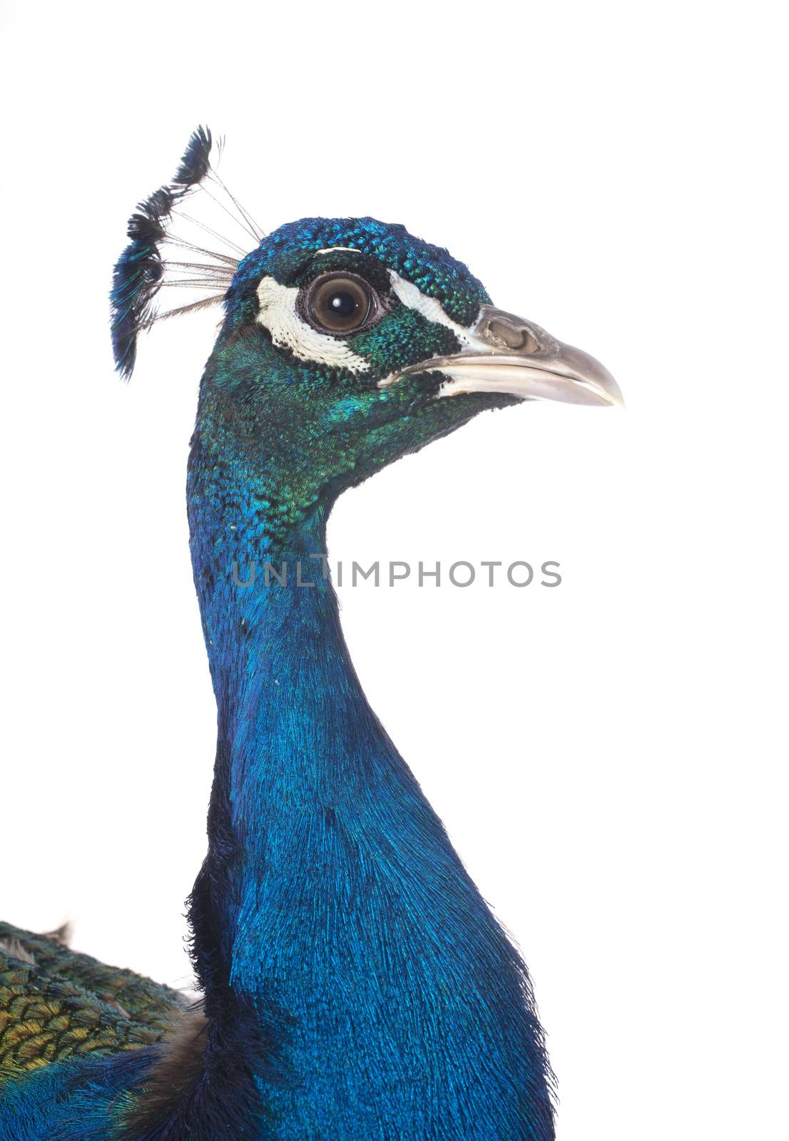 peacock by cynoclub