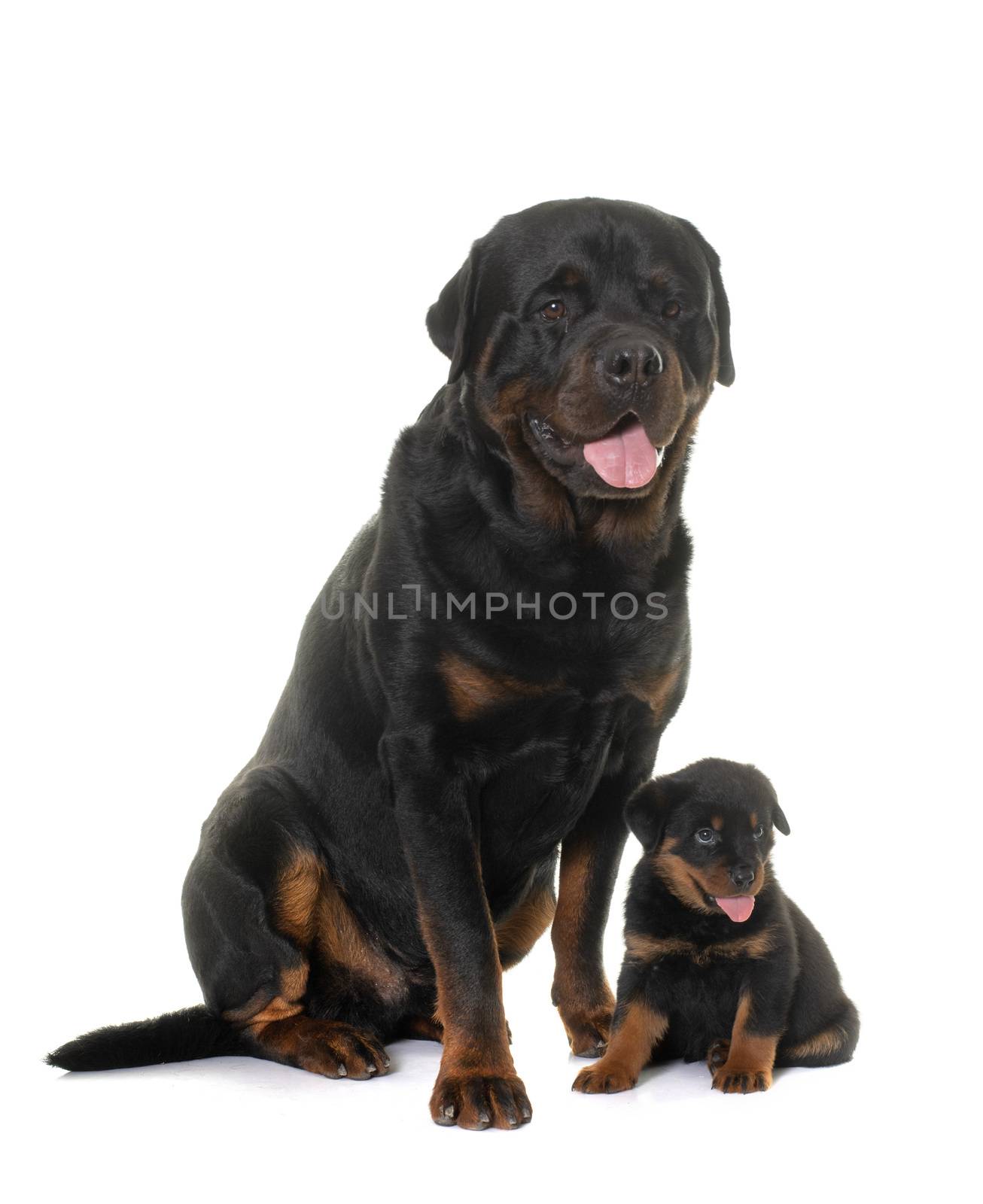 adult and puppy rottweiler in front of white background