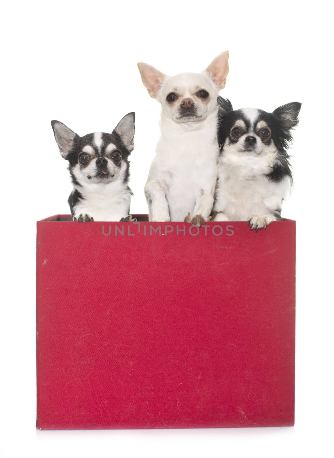 purebred chihuahuas in box  in front of white background