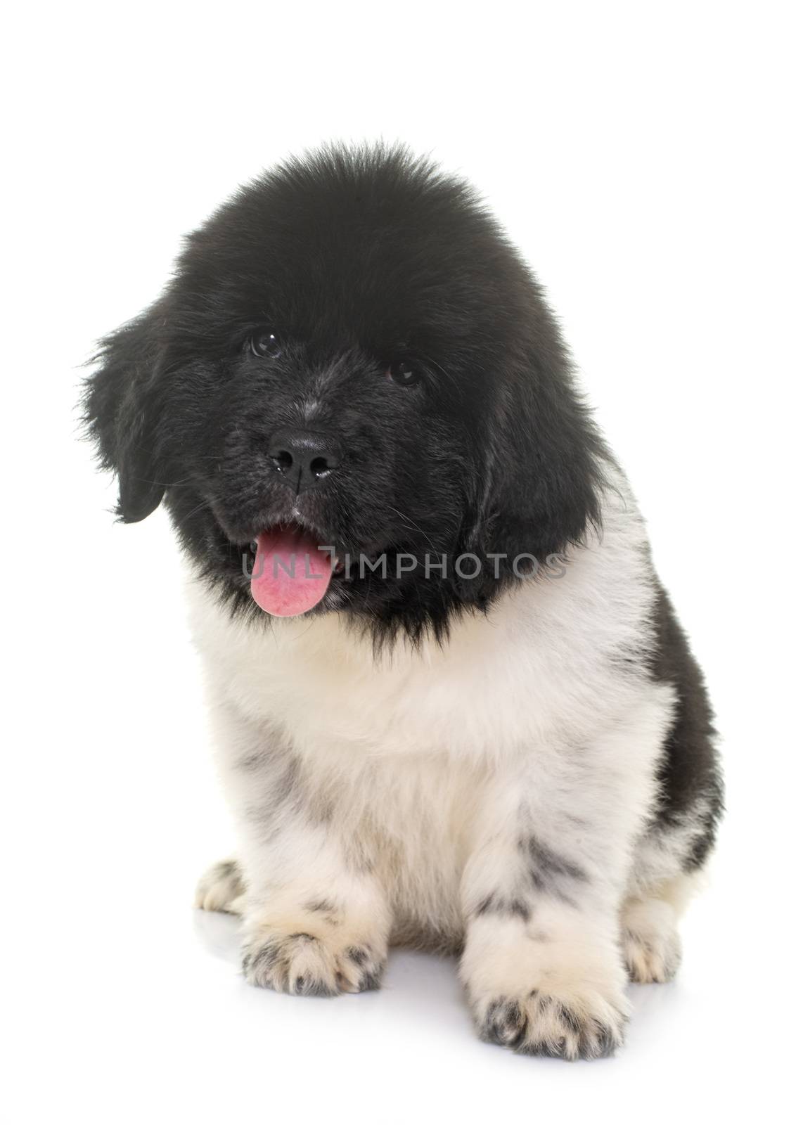 black and white puppy newfoundland dog by cynoclub